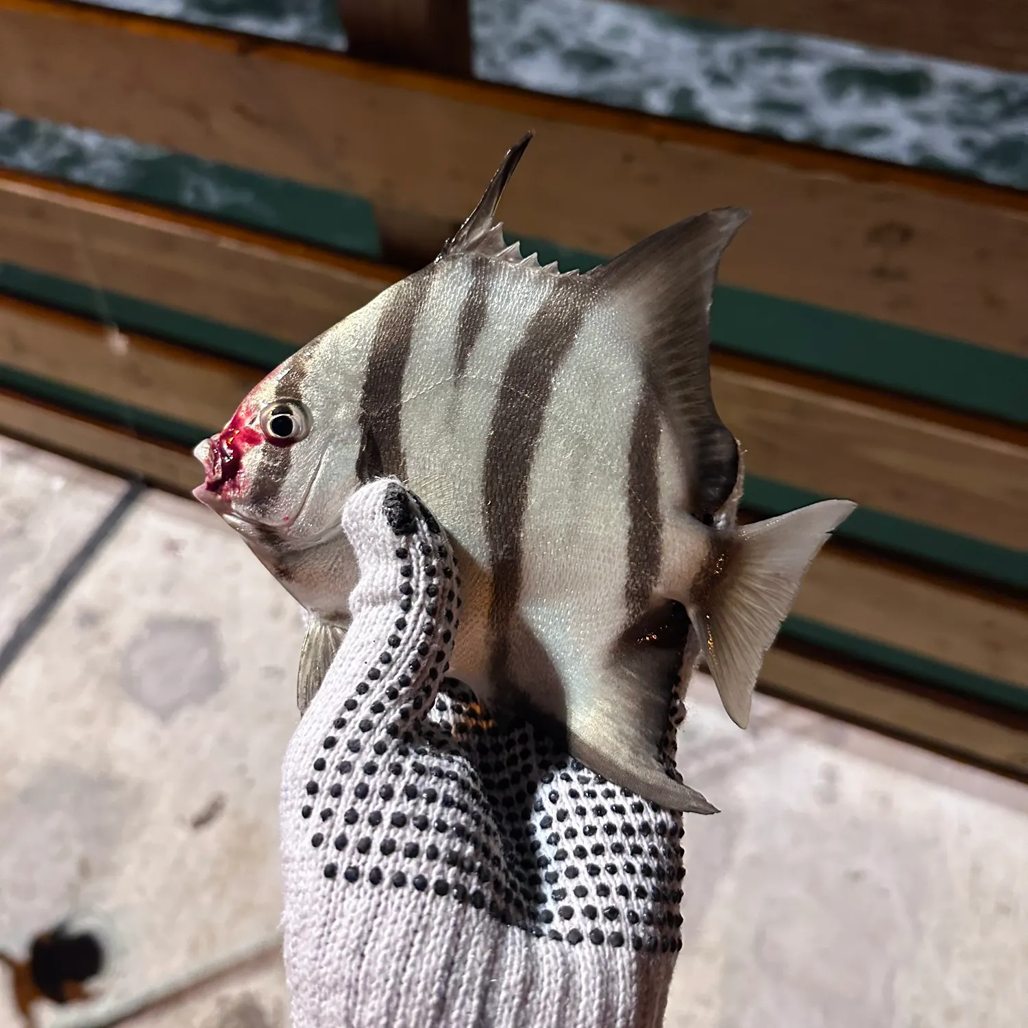 The most recent Atlantic spadefish catches on Fishbrain