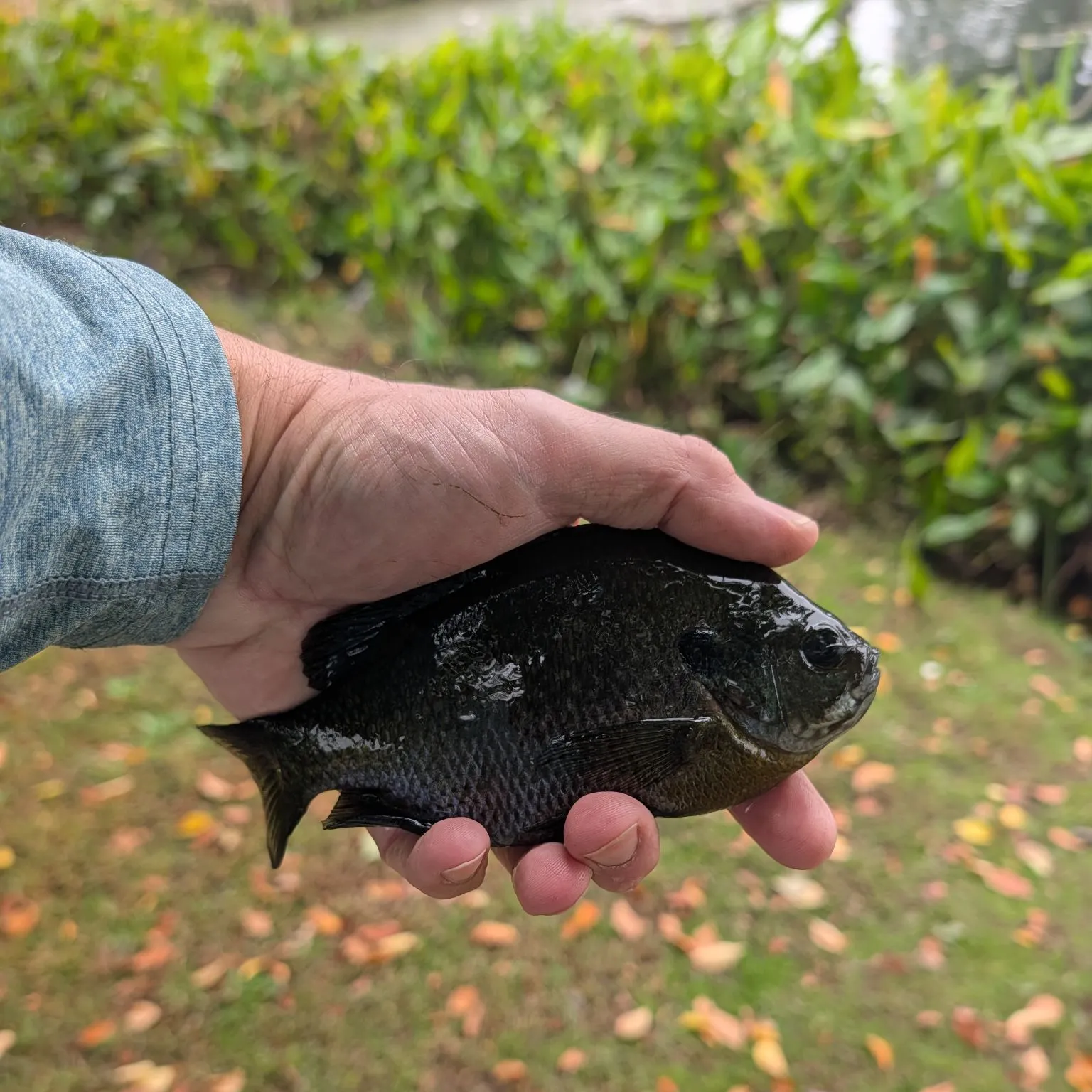 Bluegill caught on Fishbrain