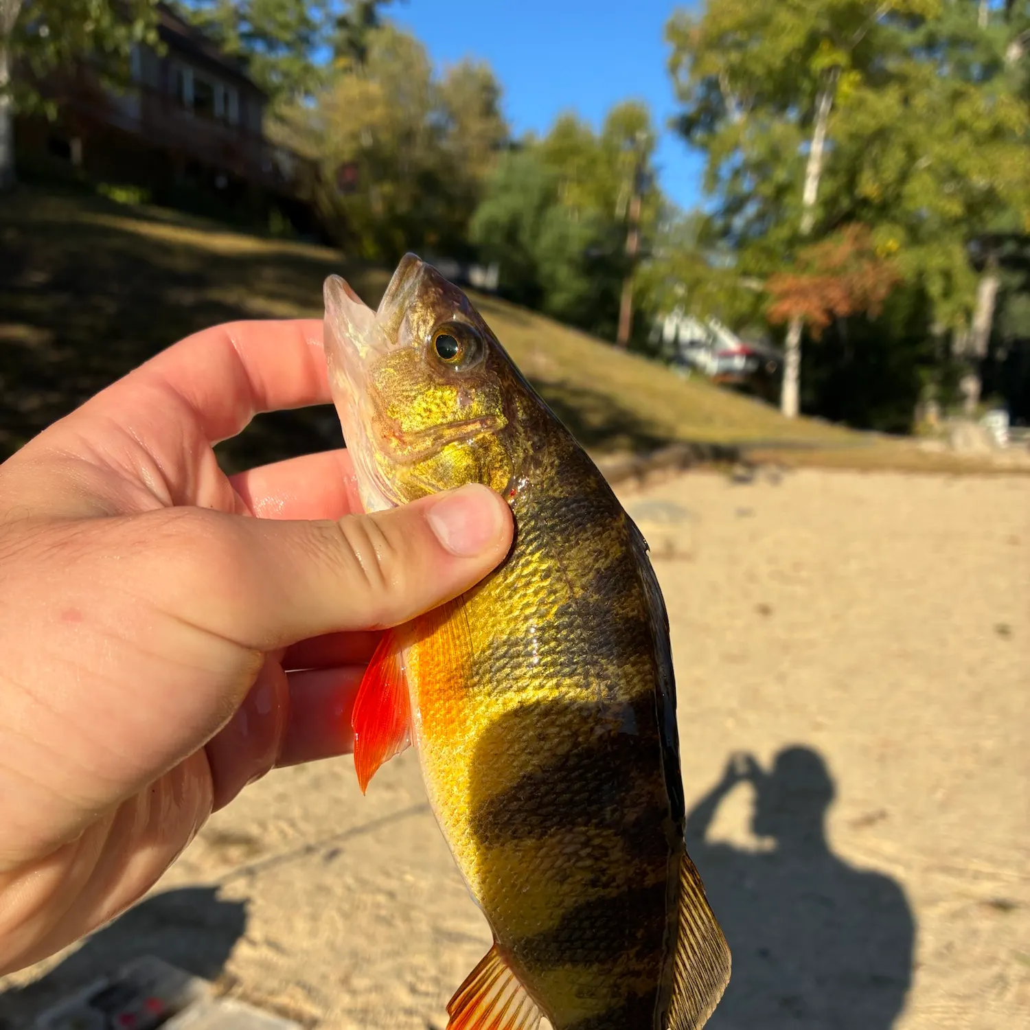 Yellow perch caught on Fishbrain