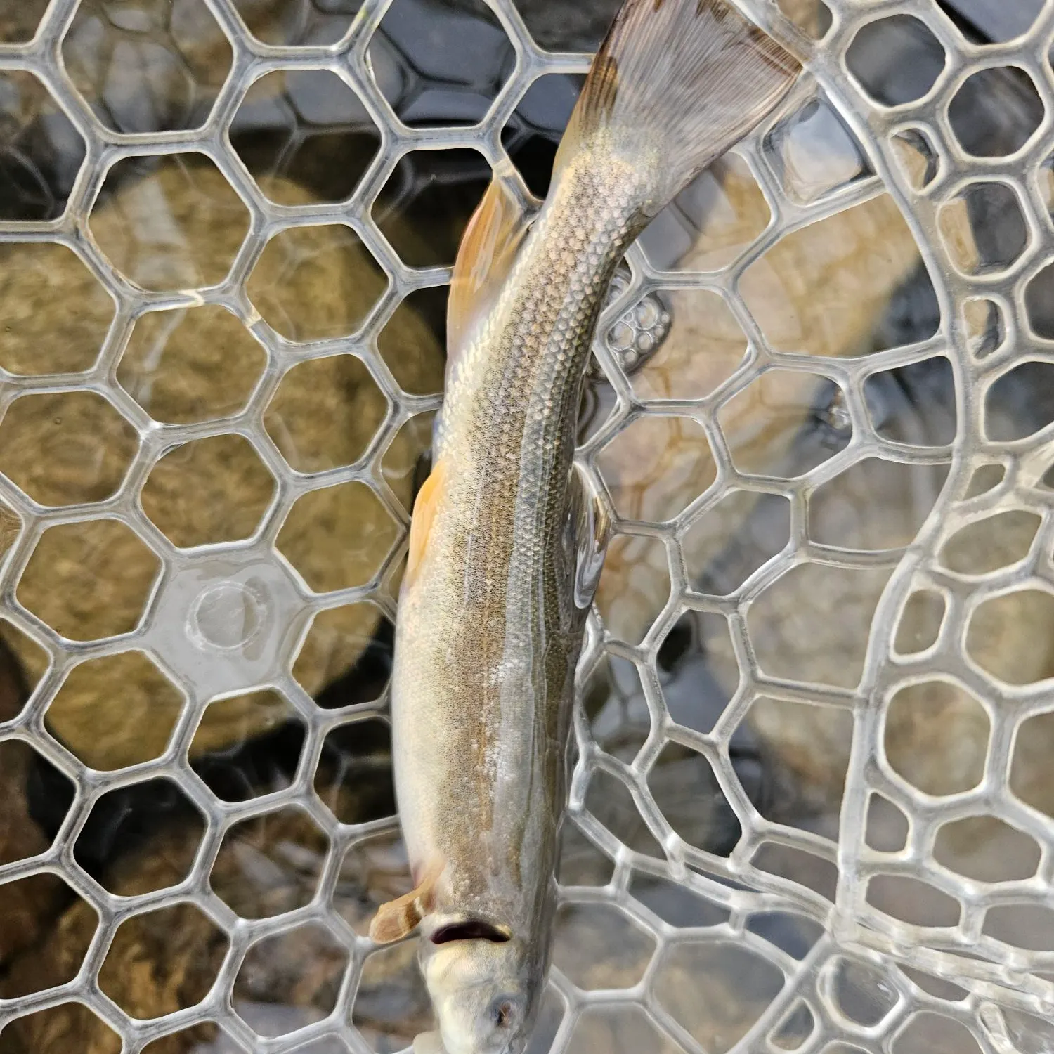 The most recent Flannelmouth sucker catches on Fishbrain