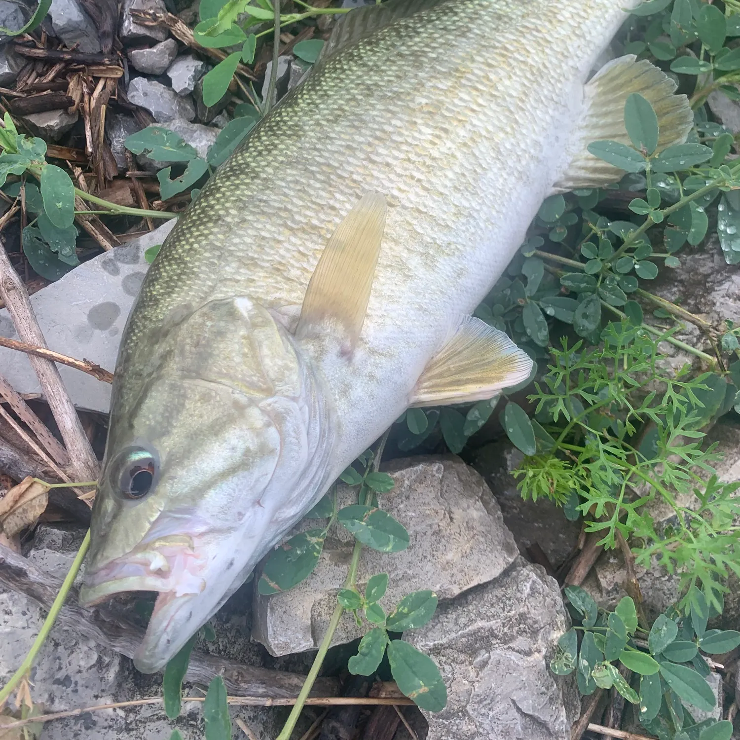 Smallmouth bass caught on Fishbrain