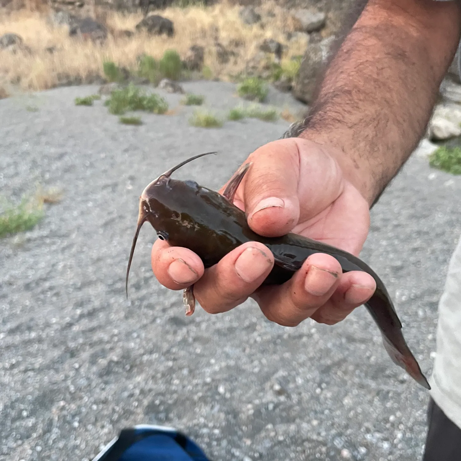 Fish caught on Fishbrain
