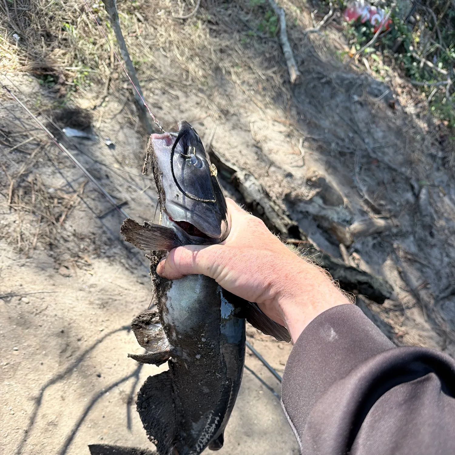 Channel catfish caught on Fishbrain