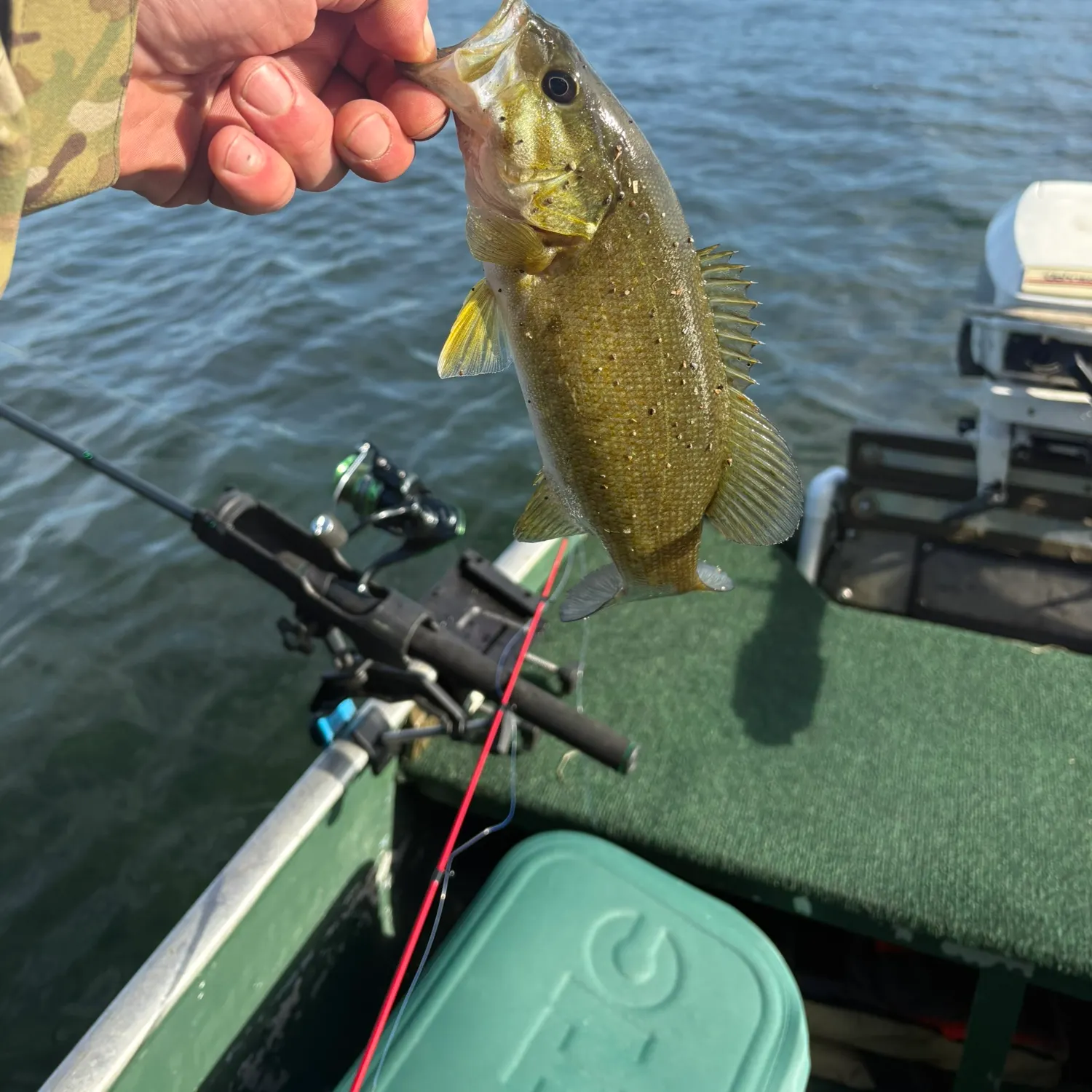 Smallmouth bass caught on Fishbrain