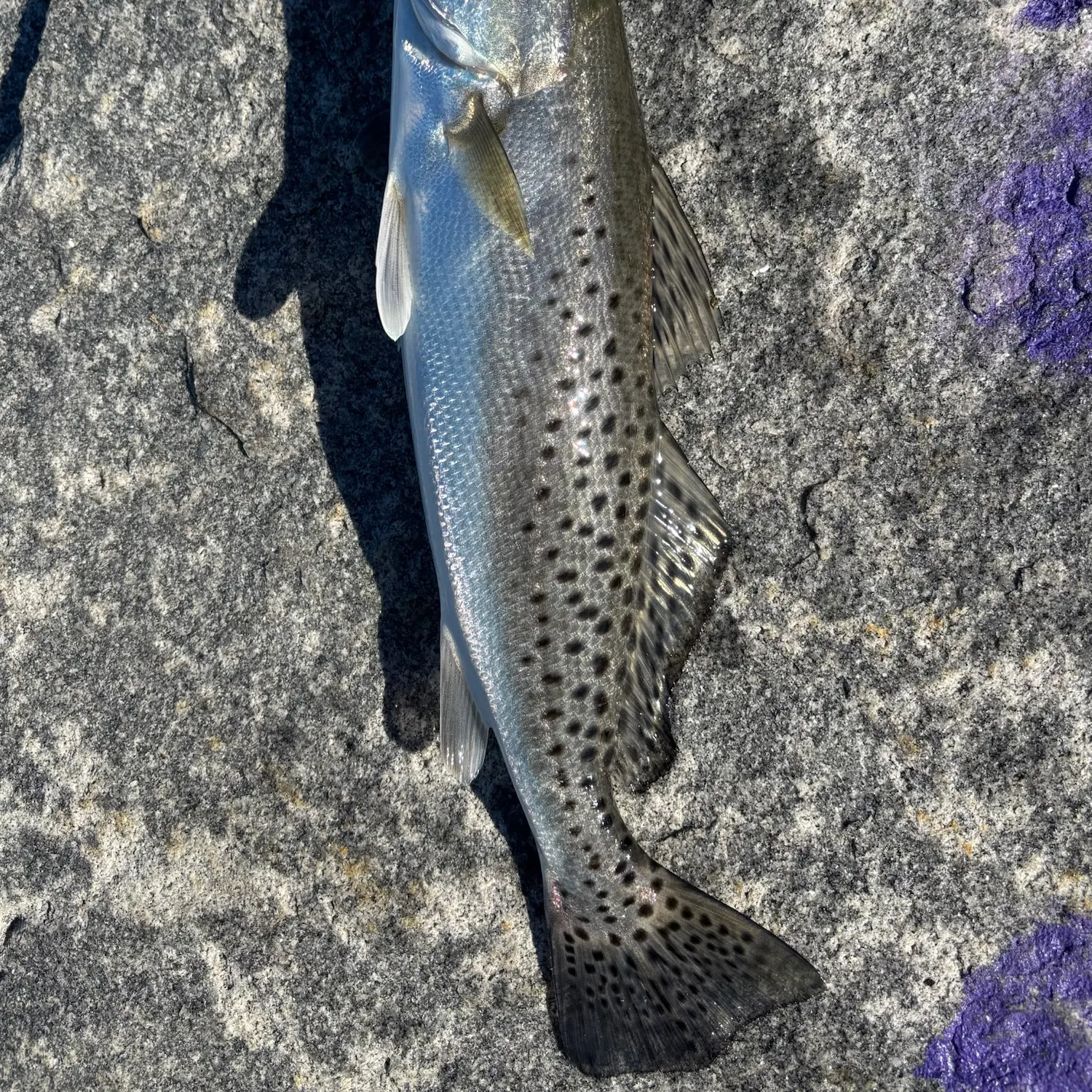 Spotted seatrout caught on Fishbrain
