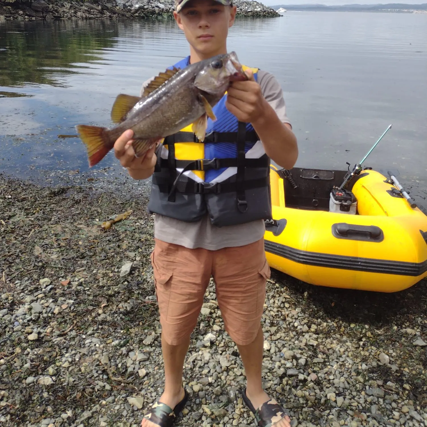 The most recent Olive rockfish catches on Fishbrain