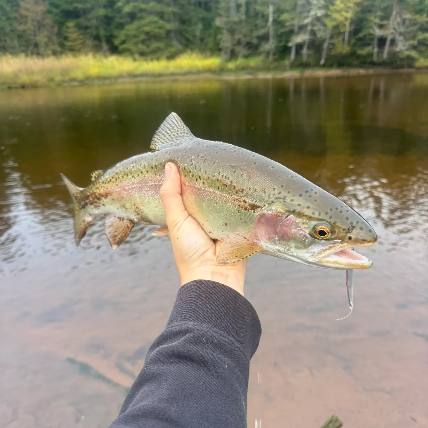 Rainbow trout caught on Fishbrain