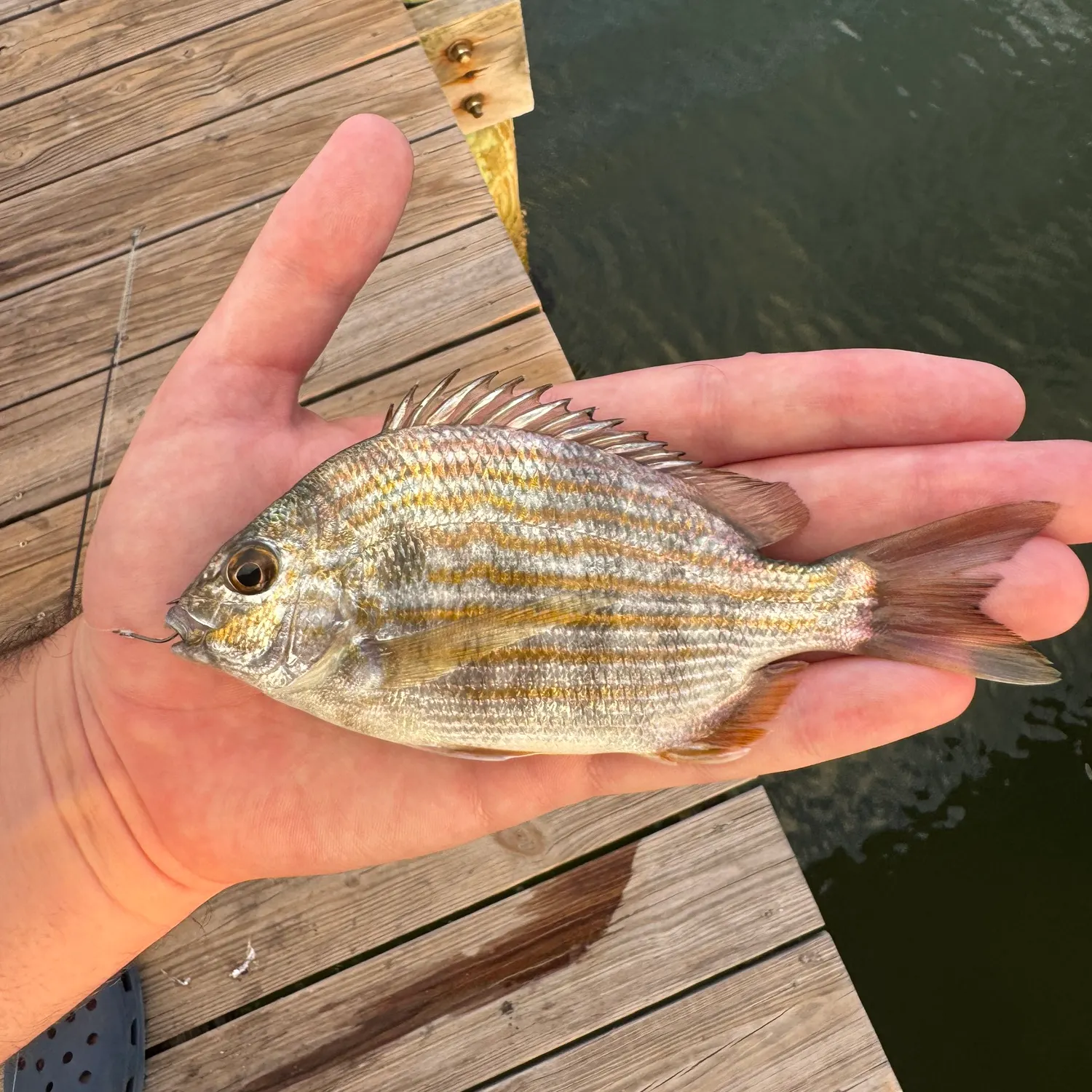 The most recent Western Atlantic seabream catches on Fishbrain