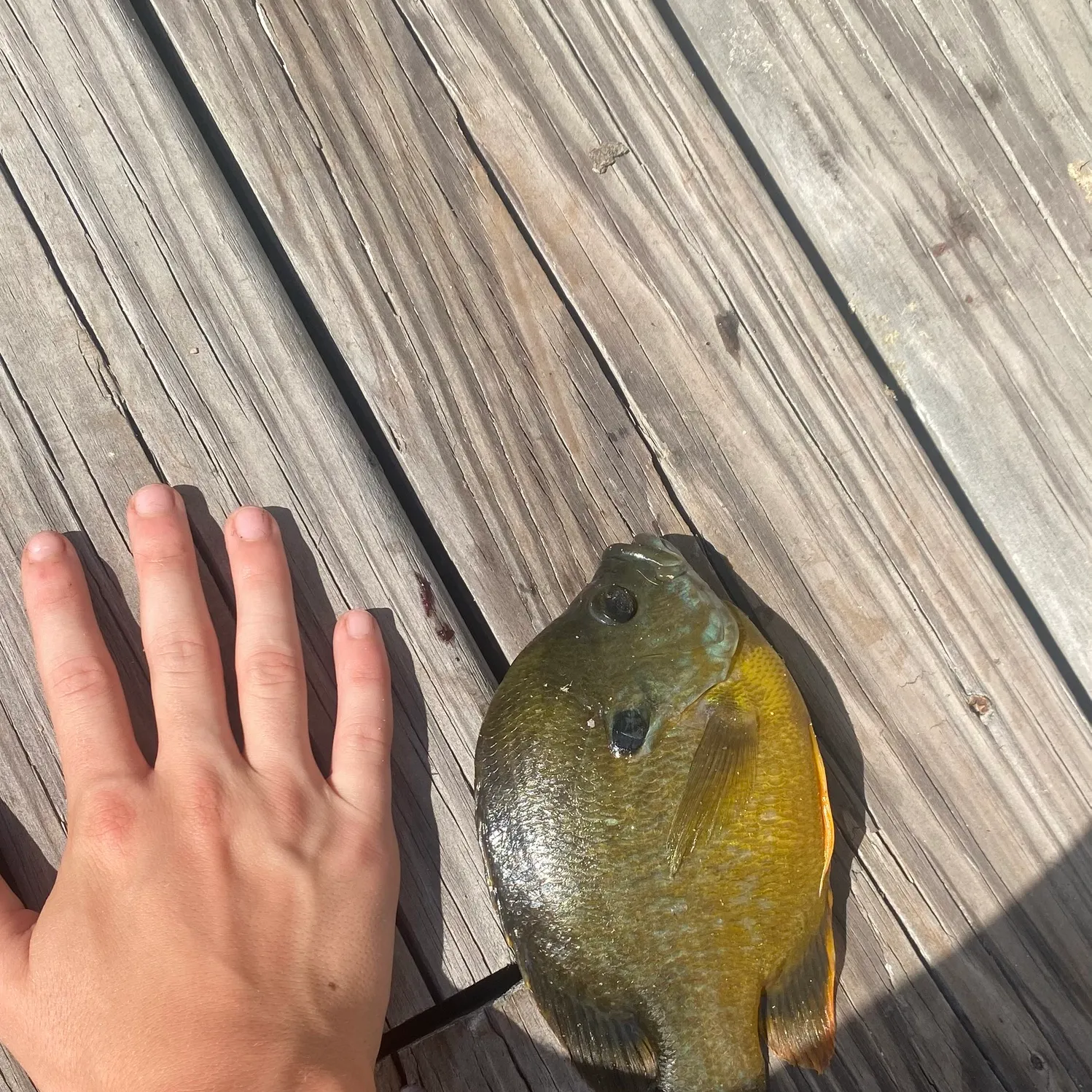 Greengill hybrid caught on Fishbrain