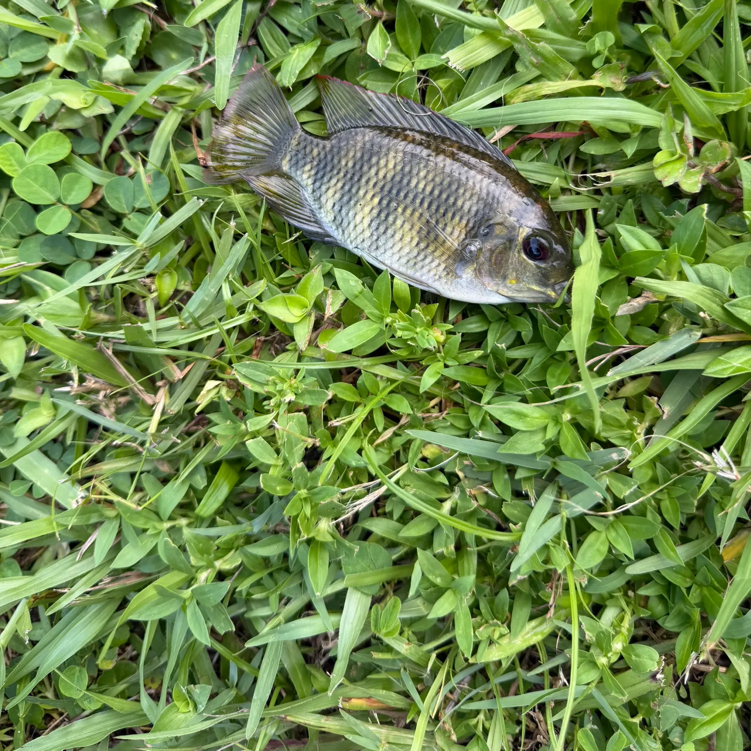 Spotted tilapia caught on Fishbrain