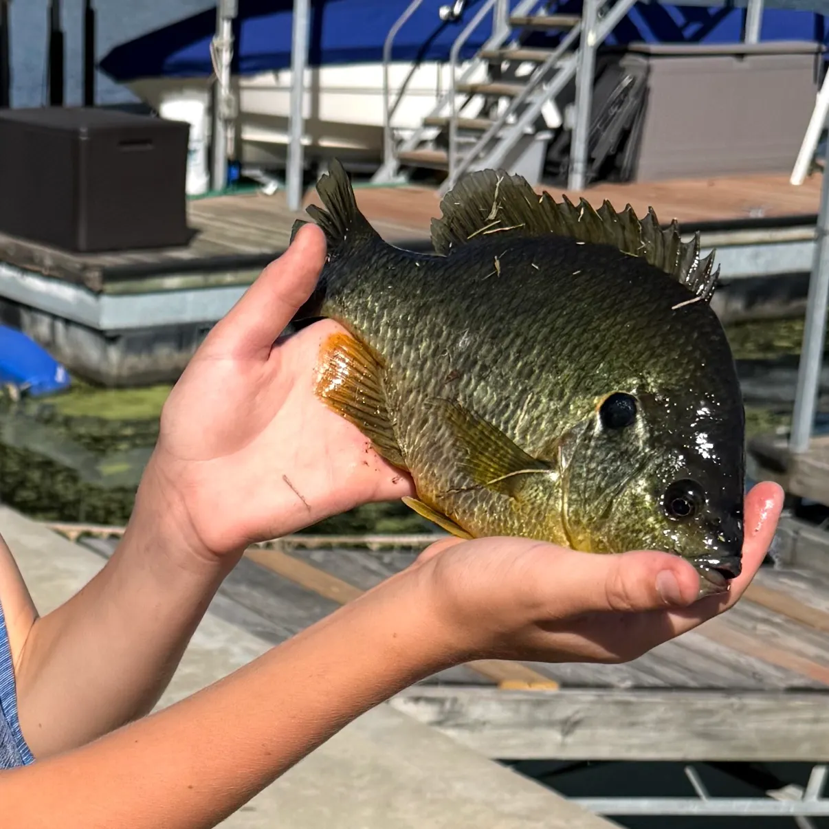 Redear sunfish caught on Fishbrain