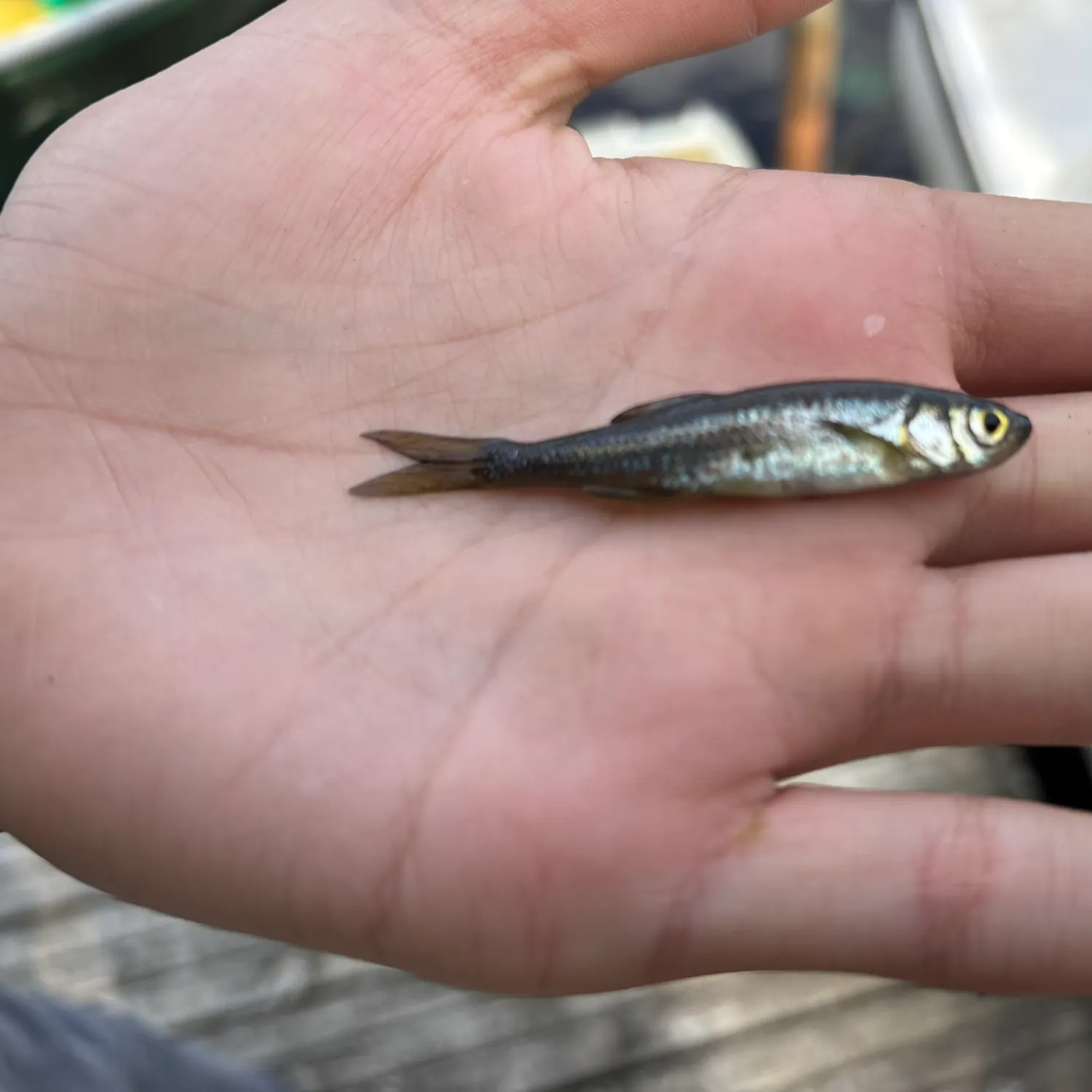 The most recent Sunbleak catches on Fishbrain