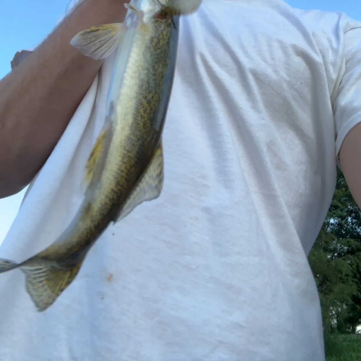 The most recent Sauger catches on Fishbrain