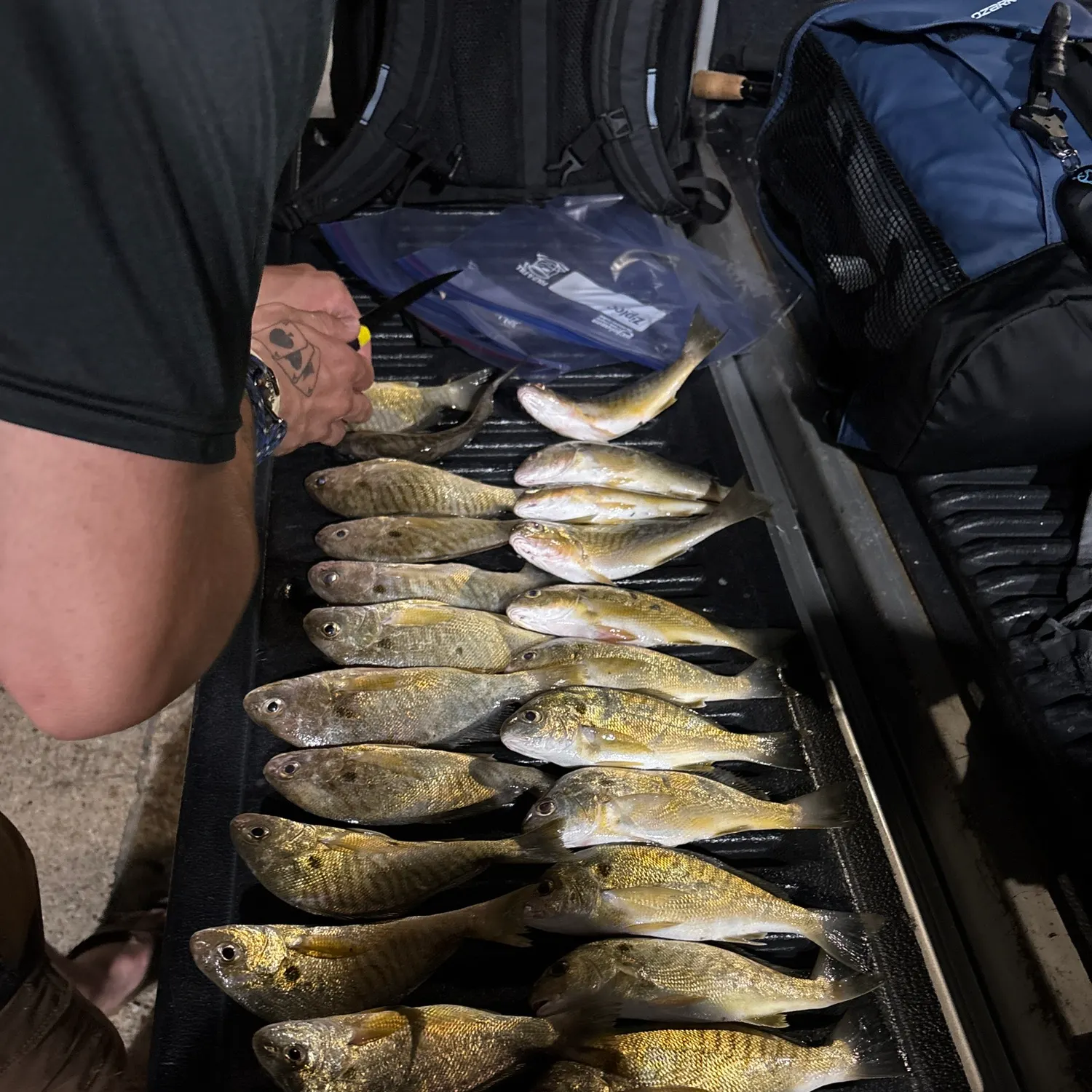 recently logged catches