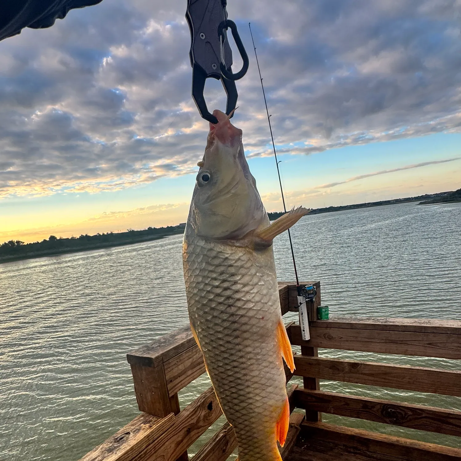 Common carp caught on Fishbrain