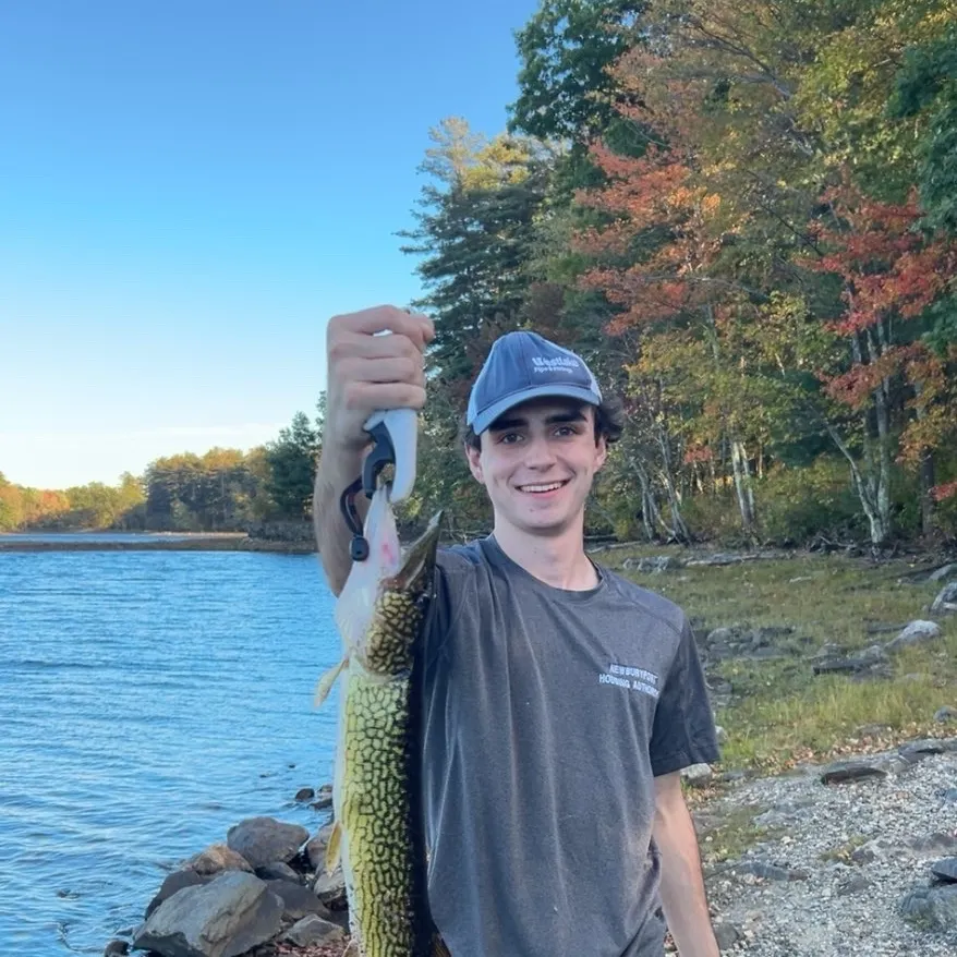 Chain pickerel caught on Fishbrain