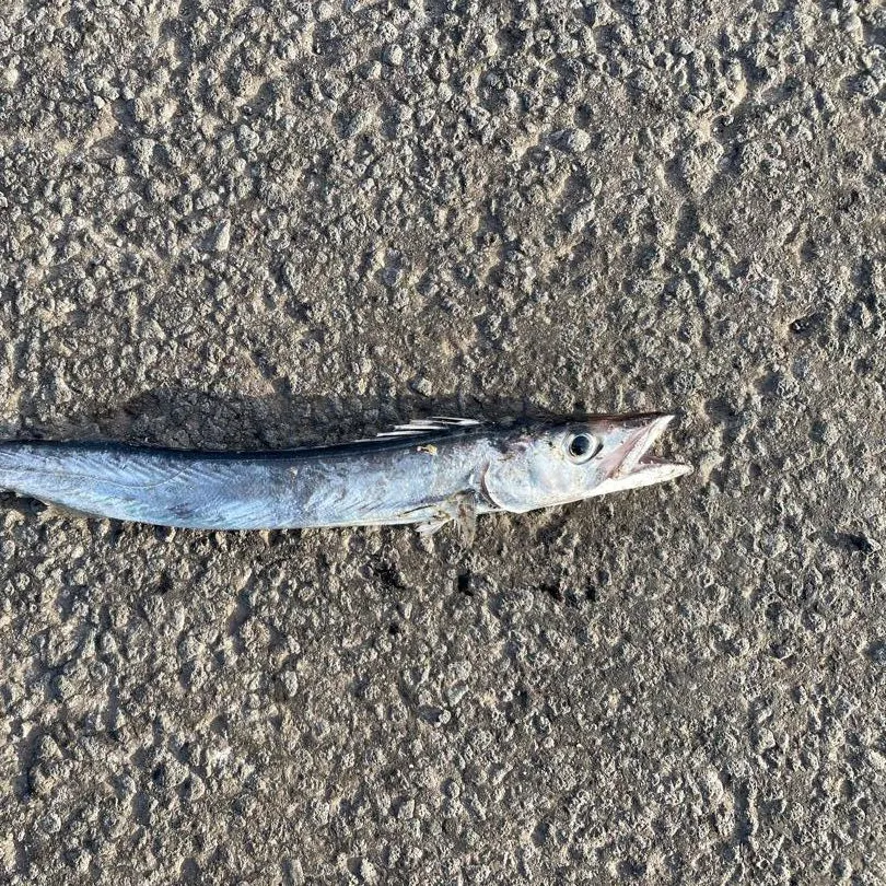 The most recent Snoek catches on Fishbrain