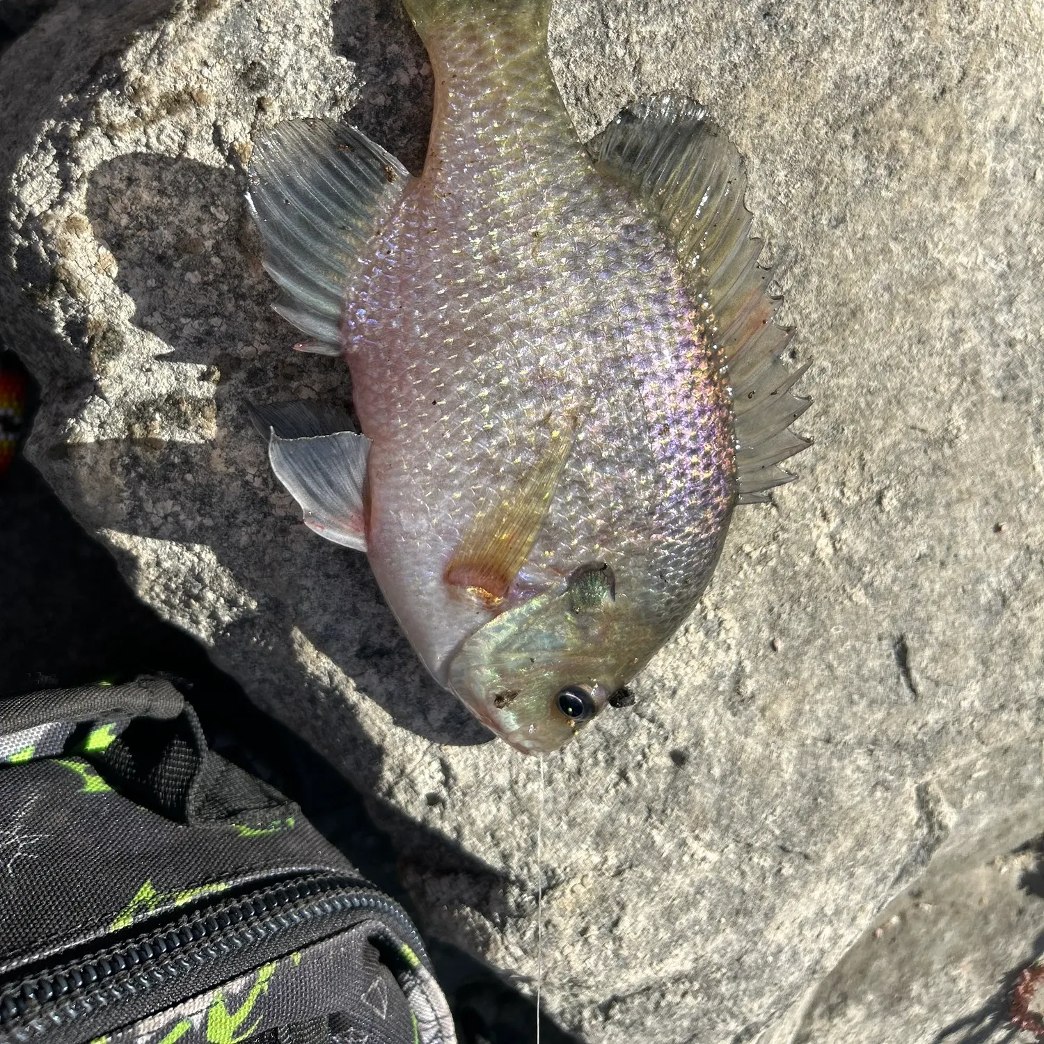Bluegill caught on Fishbrain