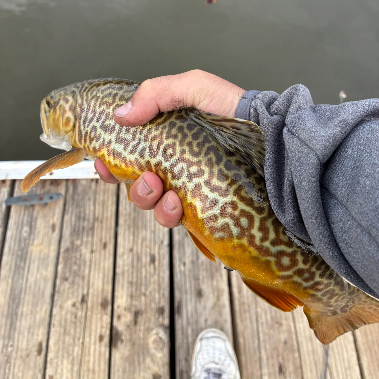 Fish caught on Fishbrain