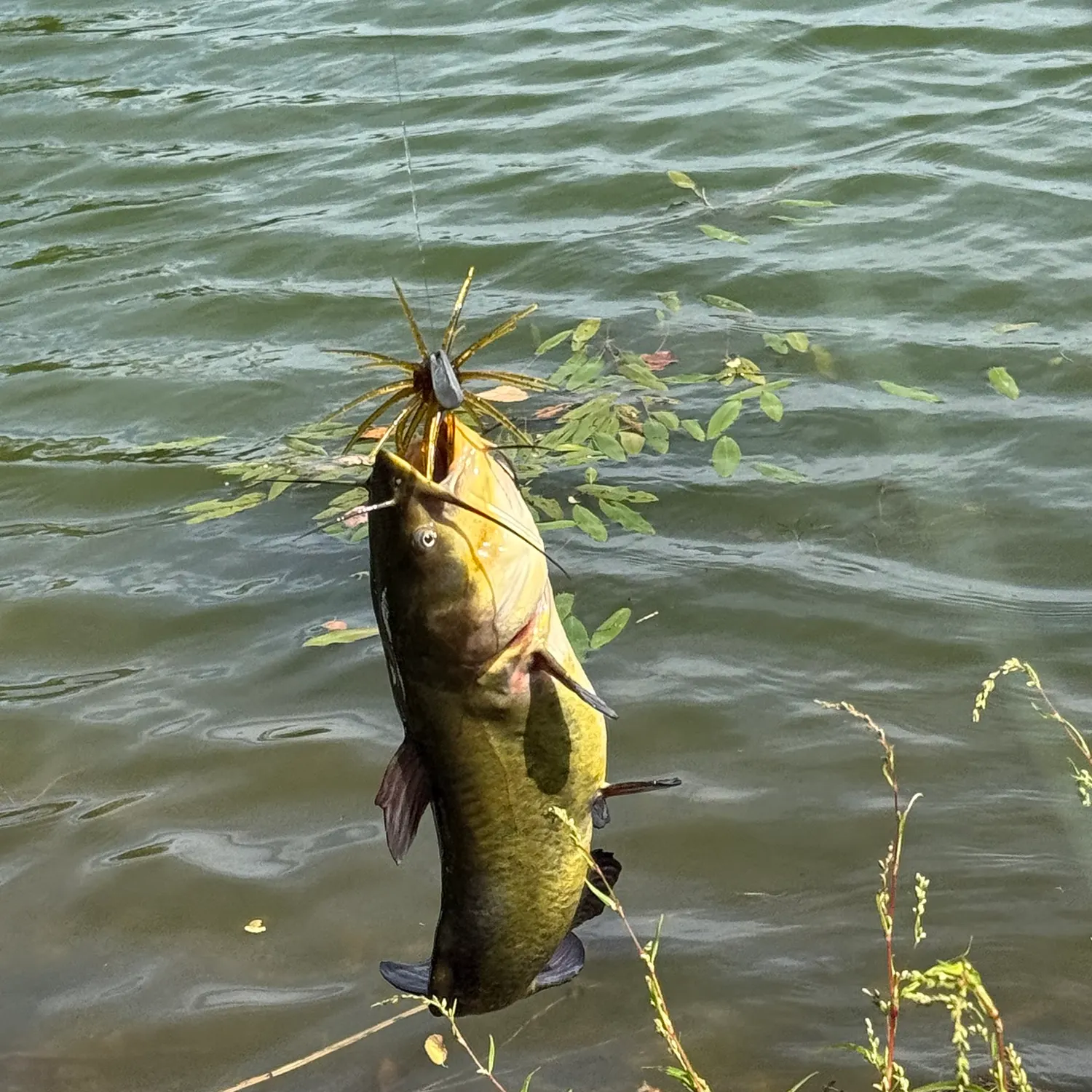 Black bullhead caught on Fishbrain