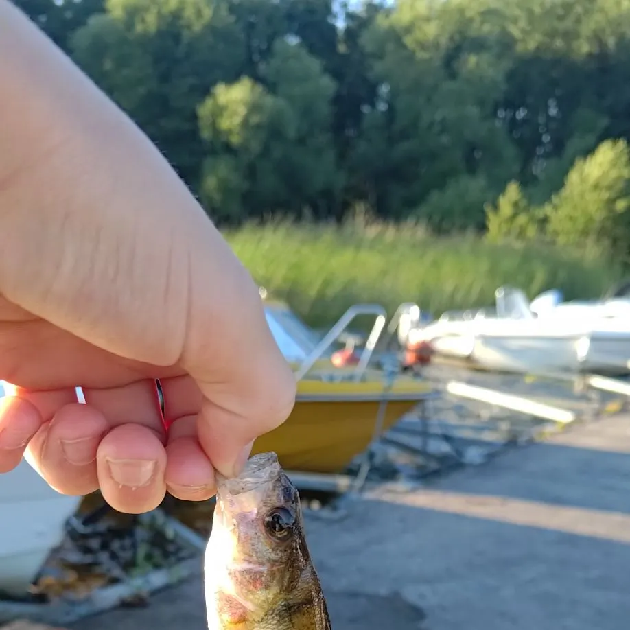 European perch caught on Fishbrain