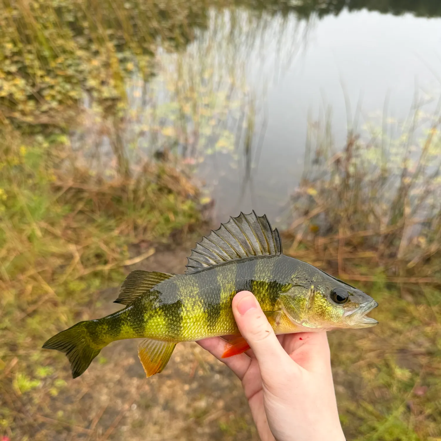 Yellow perch caught on Fishbrain