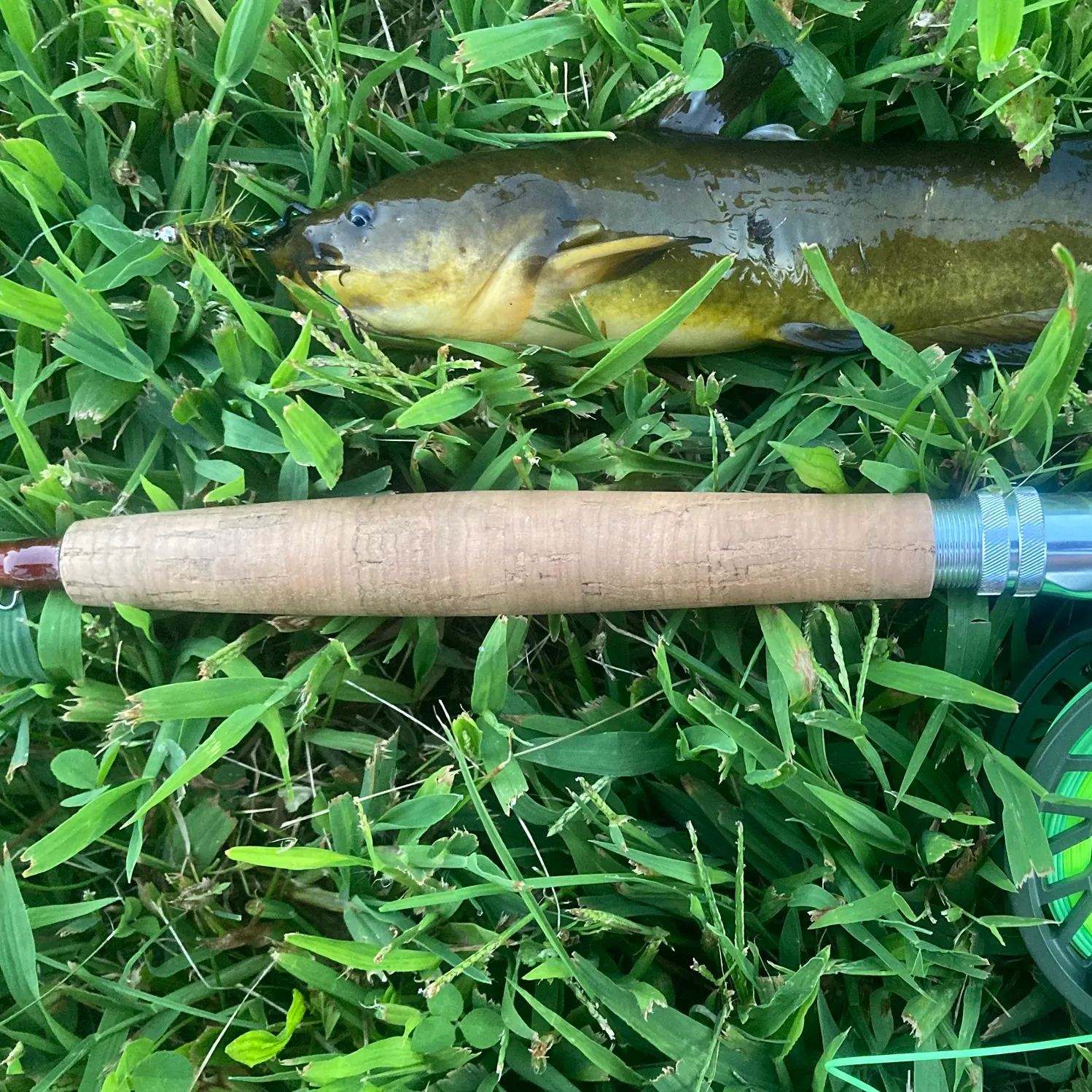 Yellow bullhead caught on Fishbrain