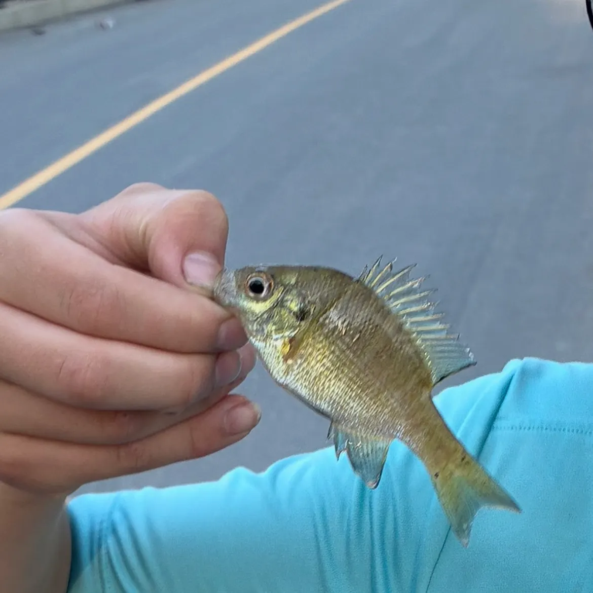 Redear sunfish caught on Fishbrain