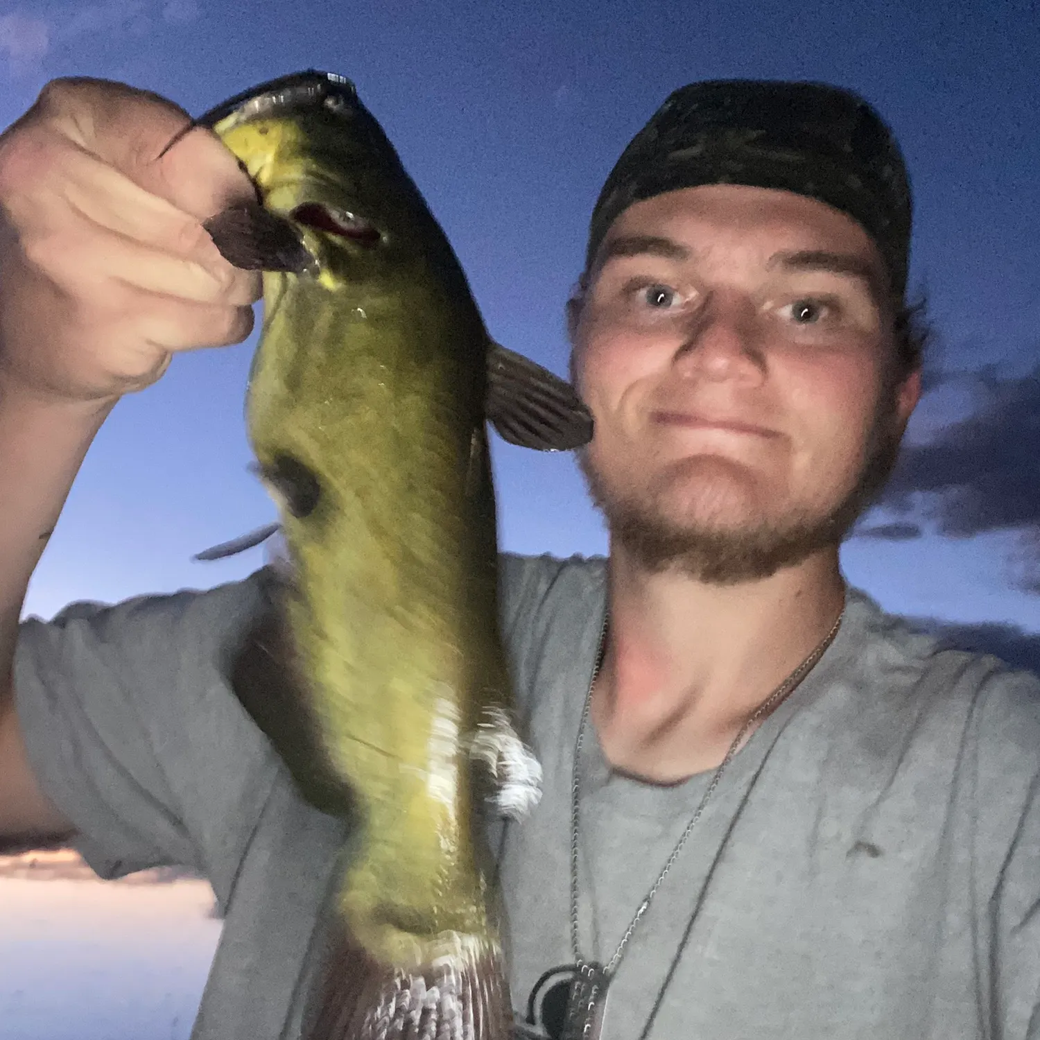 Black bullhead caught on Fishbrain