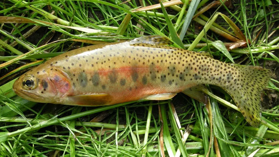 Westlope cutthroat trout