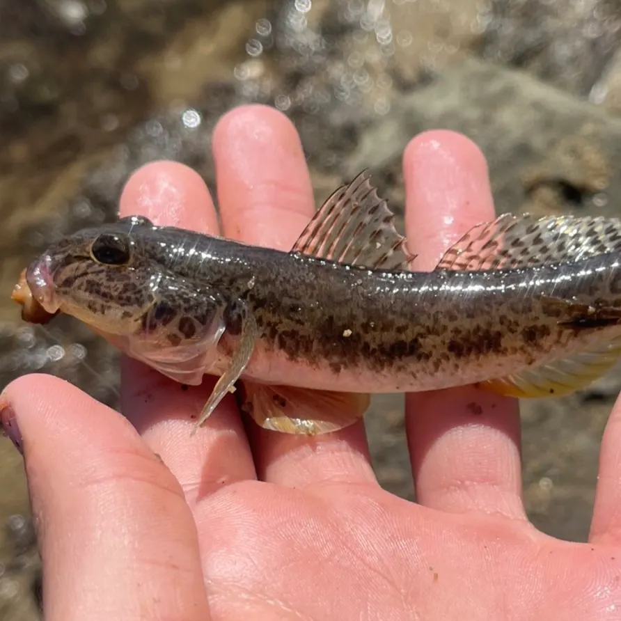 The most recent Yellowfin goby catches on Fishbrain