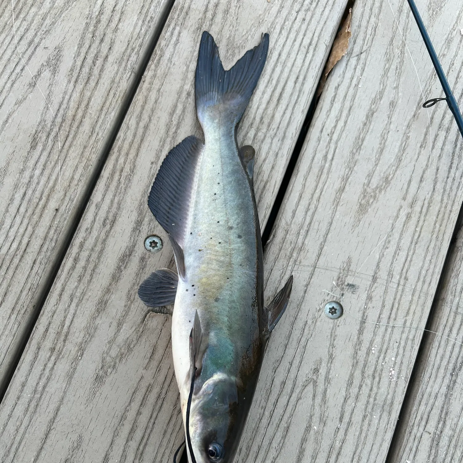 Channel catfish caught on Fishbrain