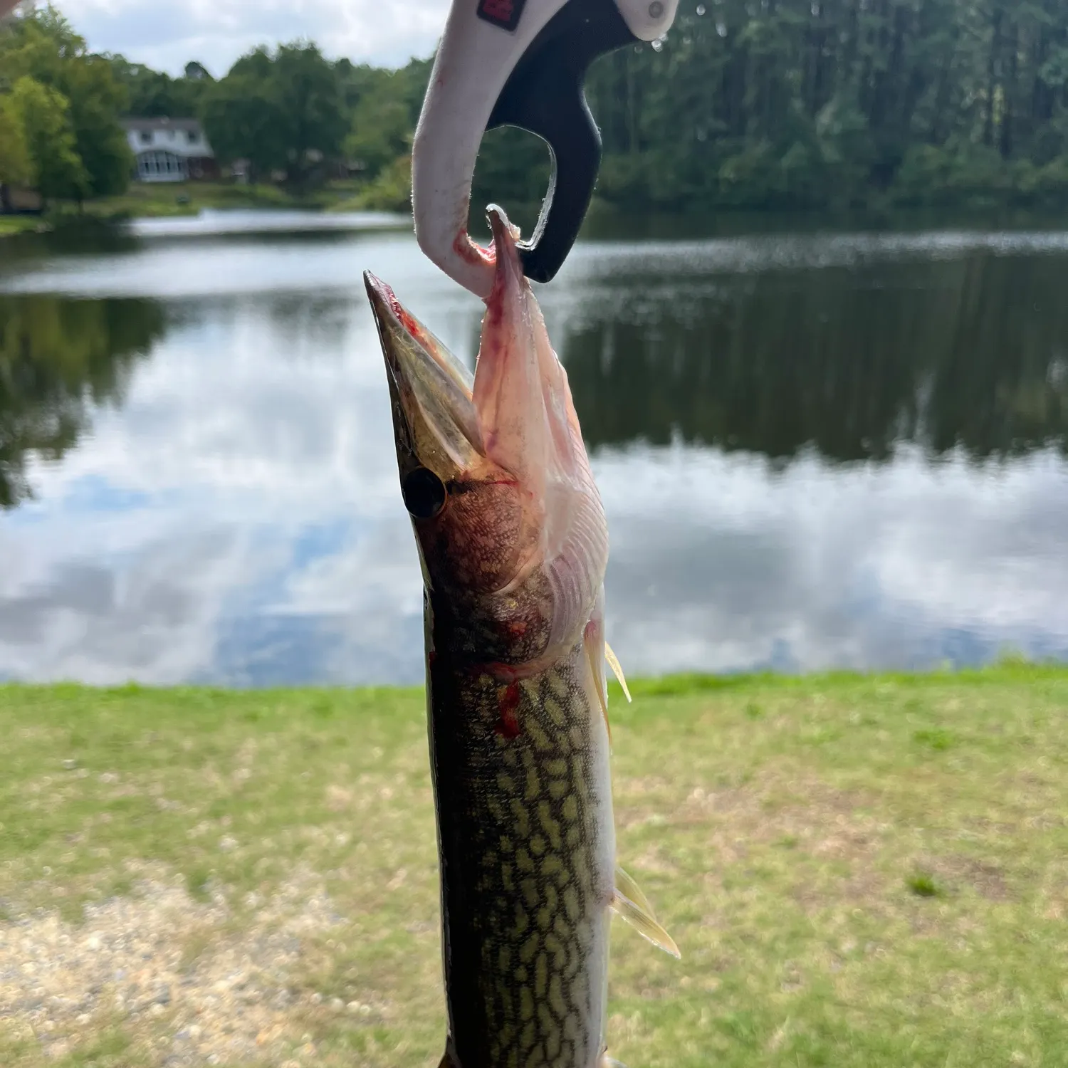 Chain pickerel caught on Fishbrain