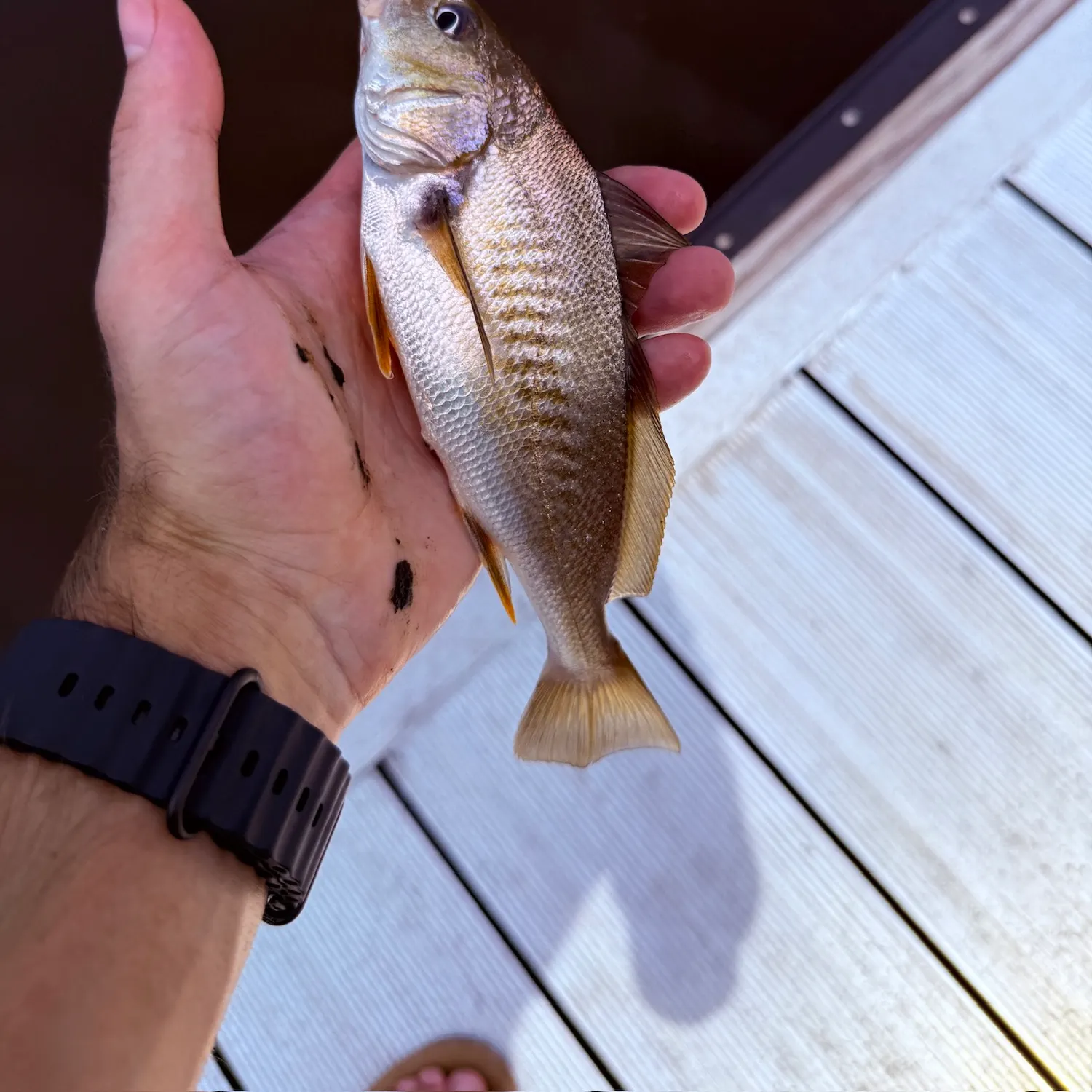 Atlantic croaker caught on Fishbrain