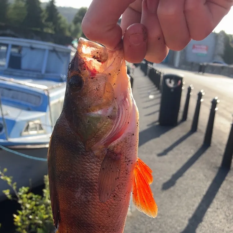 European perch caught on Fishbrain