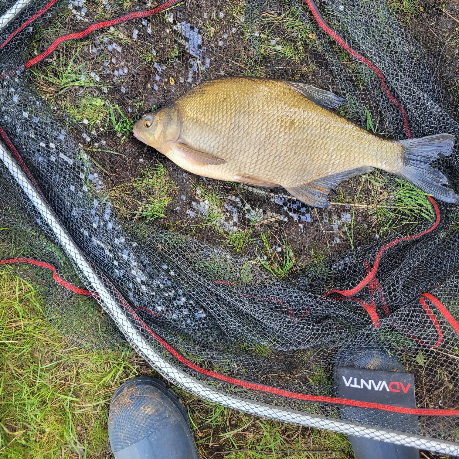 The most recent Common bream catches on Fishbrain