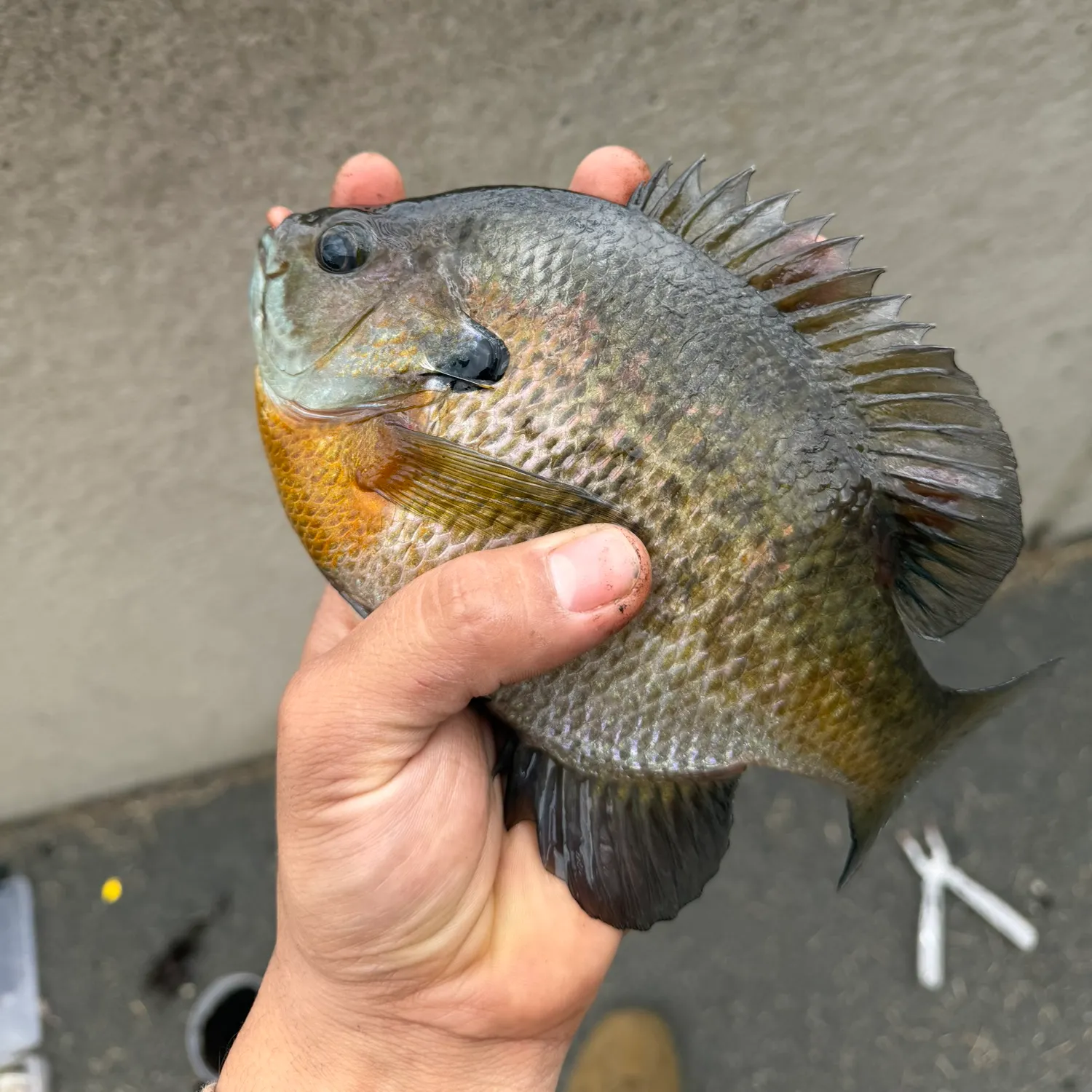 catch