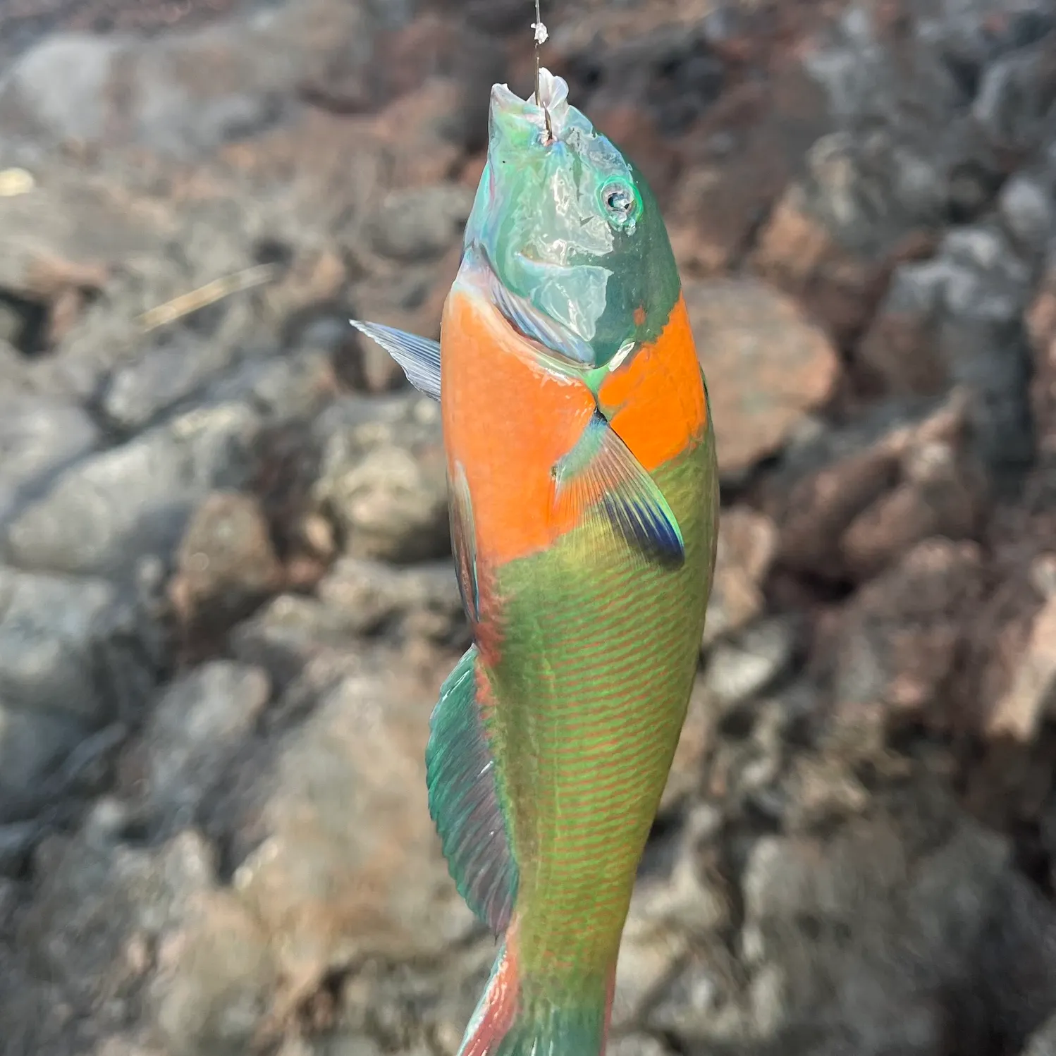 The most recent Saddle wrasse catches on Fishbrain