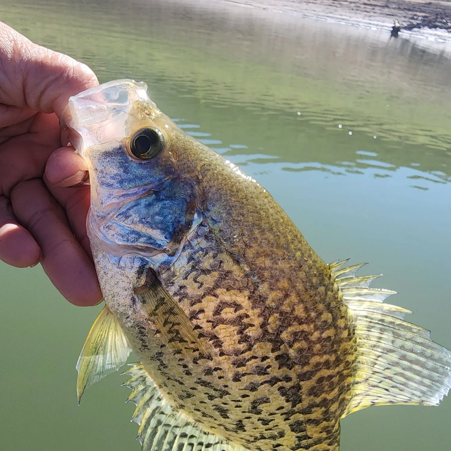 Black crappie caught on Fishbrain