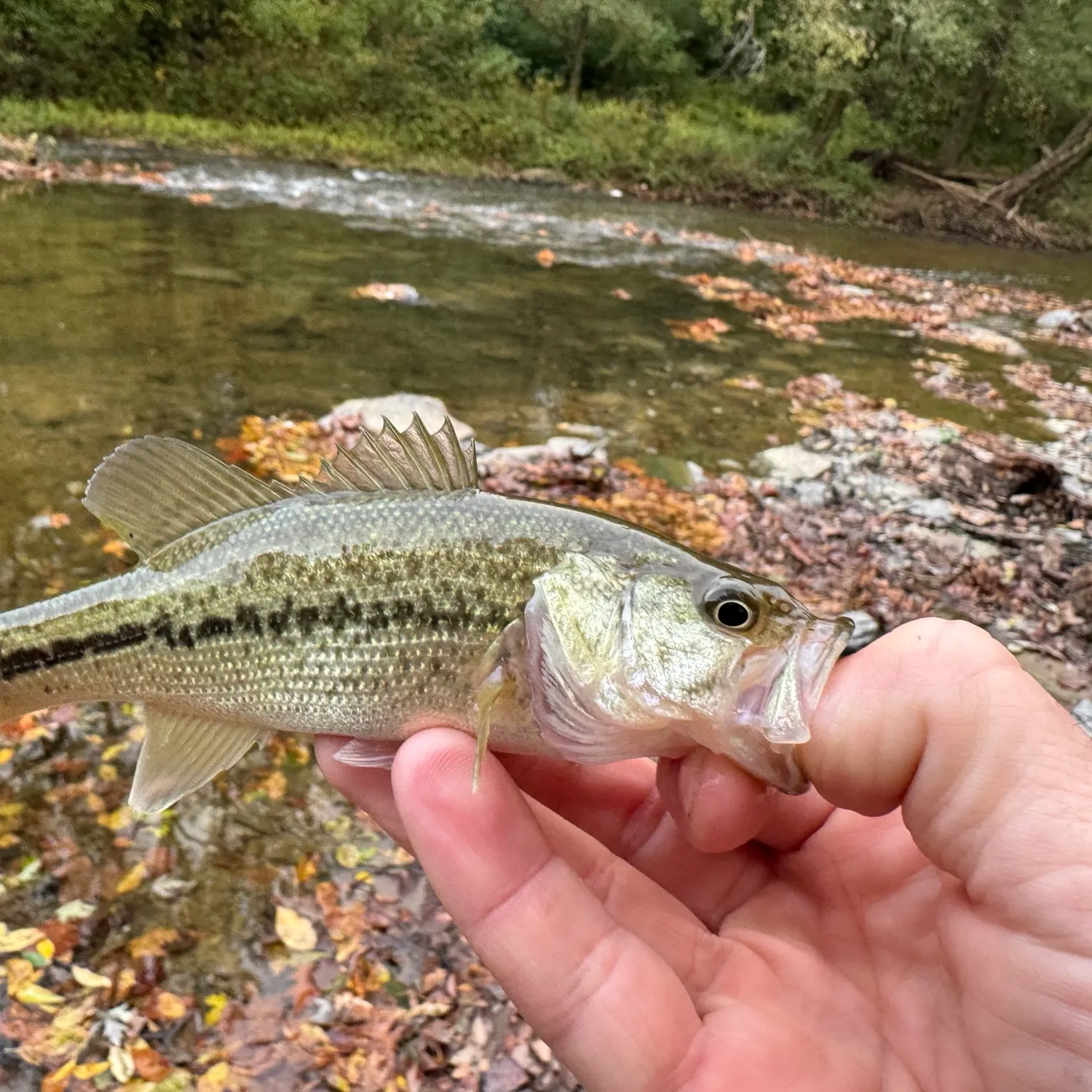 Spotted bass caught on Fishbrain