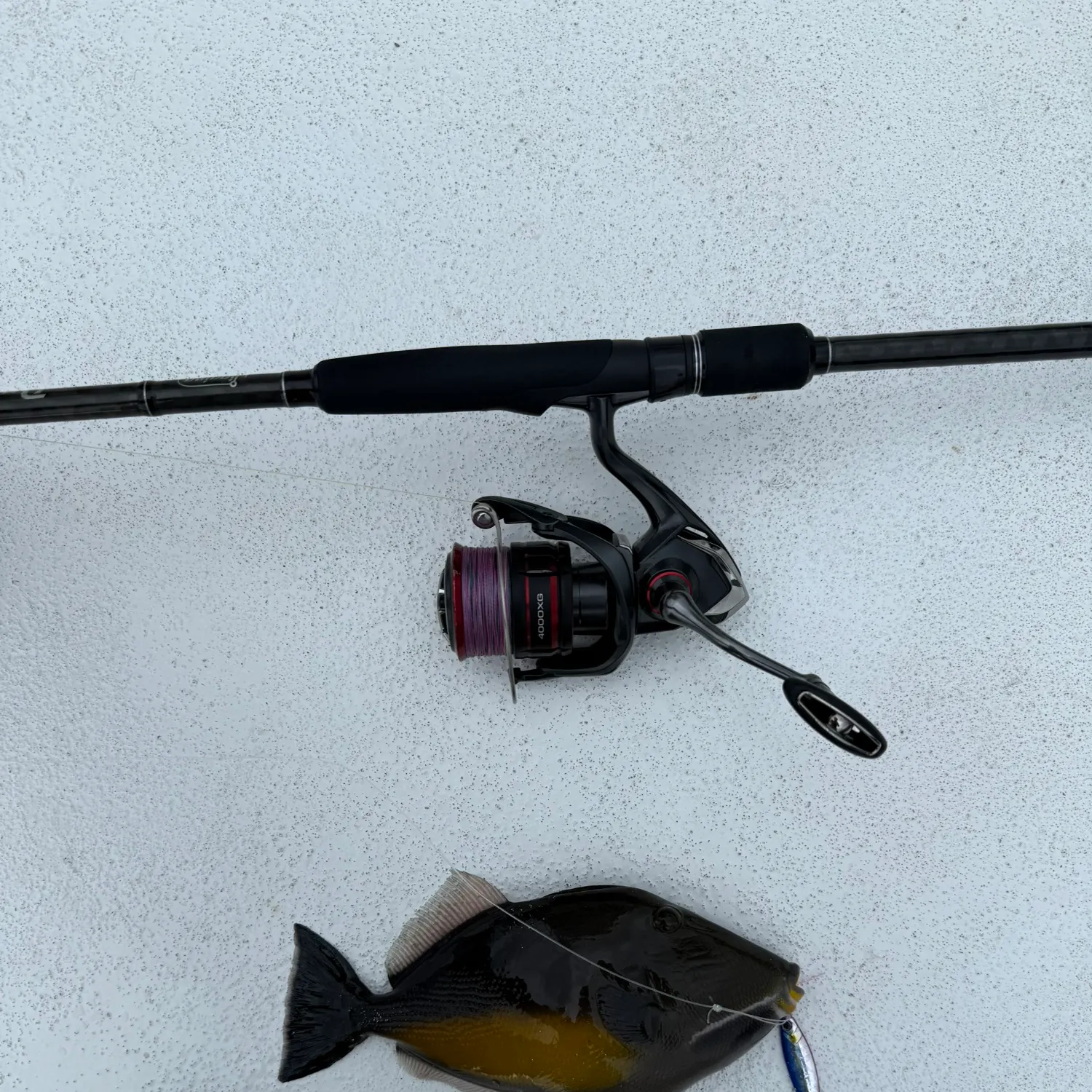 The most recent Orangeside triggerfish catches on Fishbrain