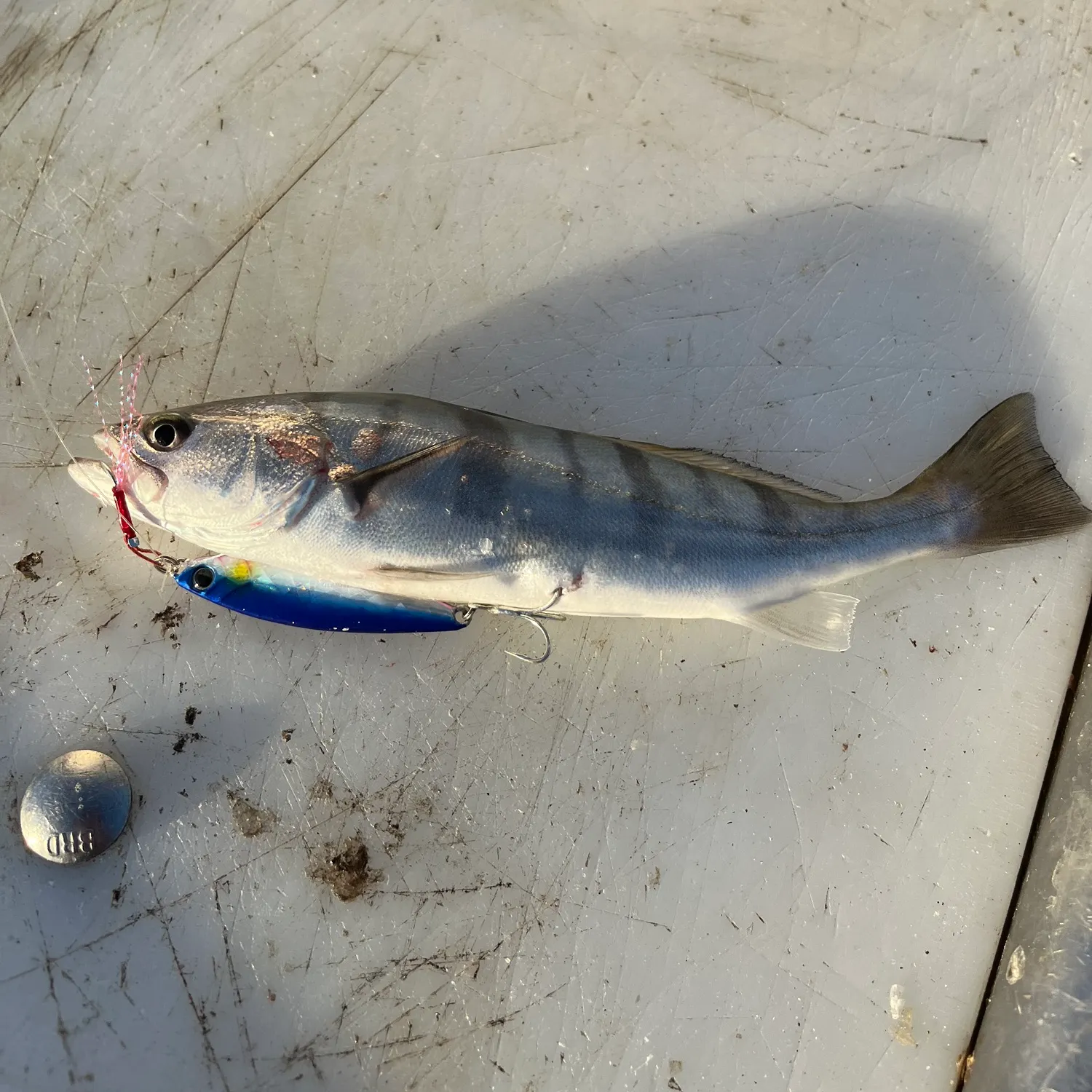The most recent White seabass catches on Fishbrain