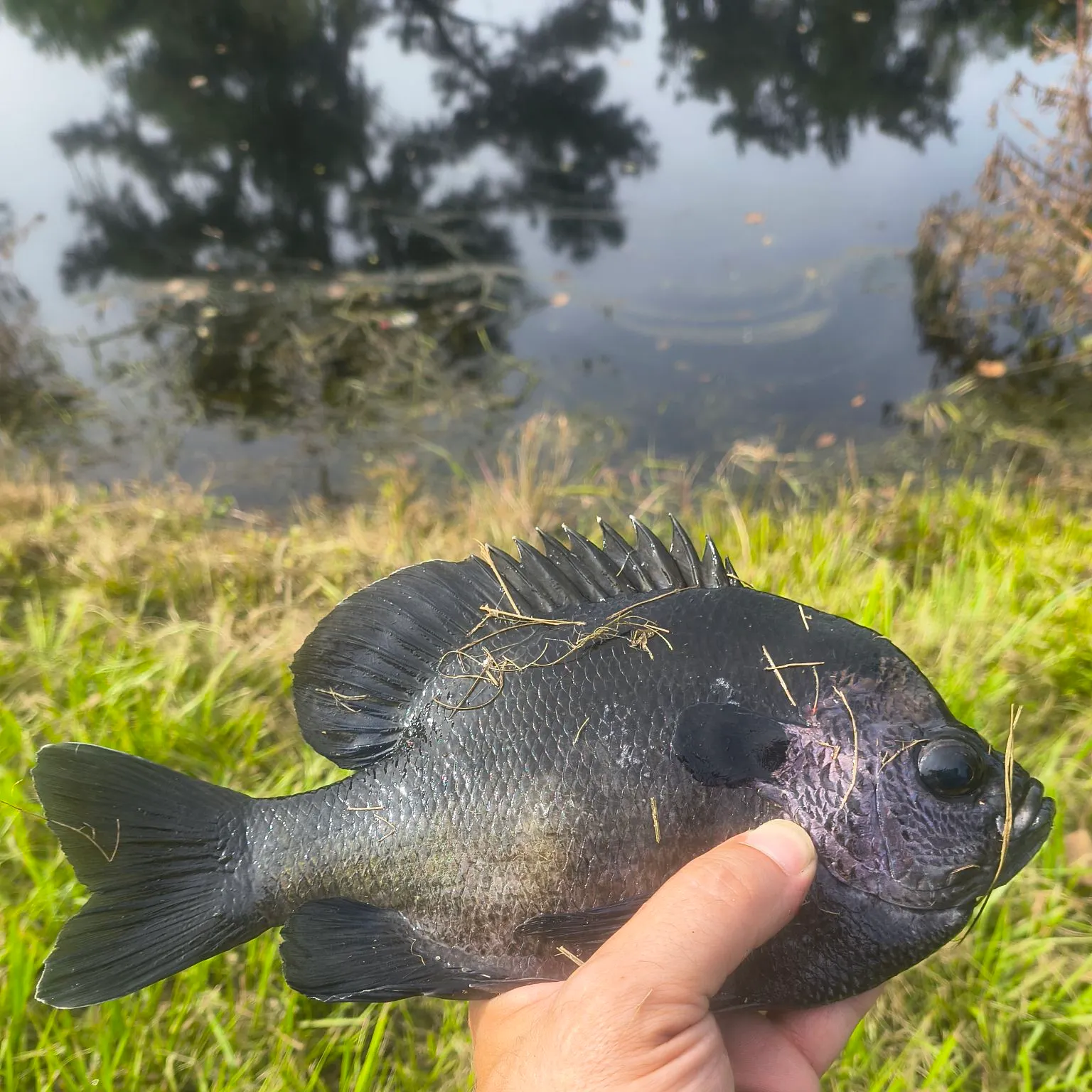 Coppernose bluegill caught on Fishbrain