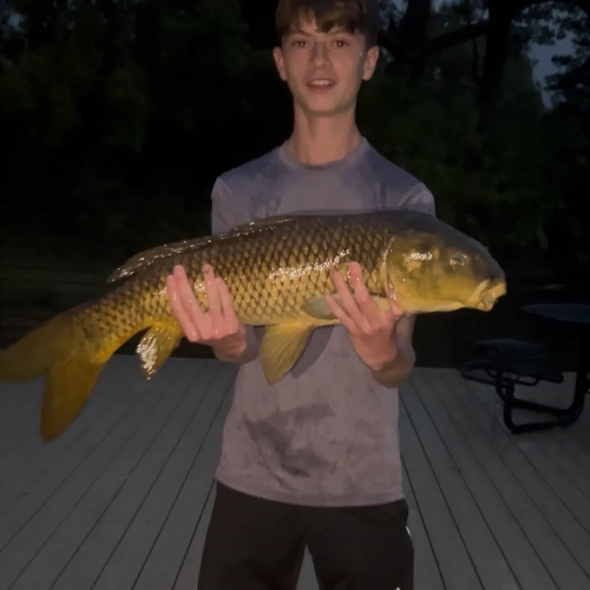 Common carp caught on Fishbrain