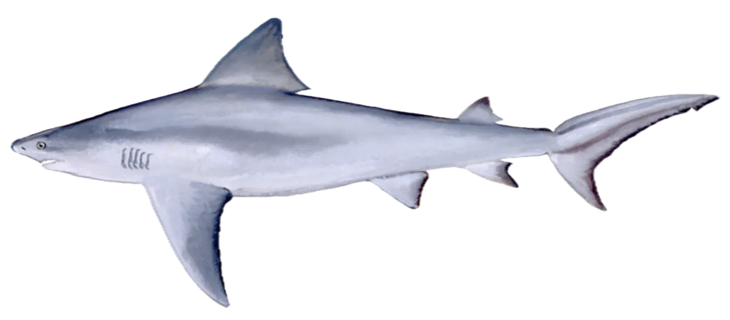 Bull shark