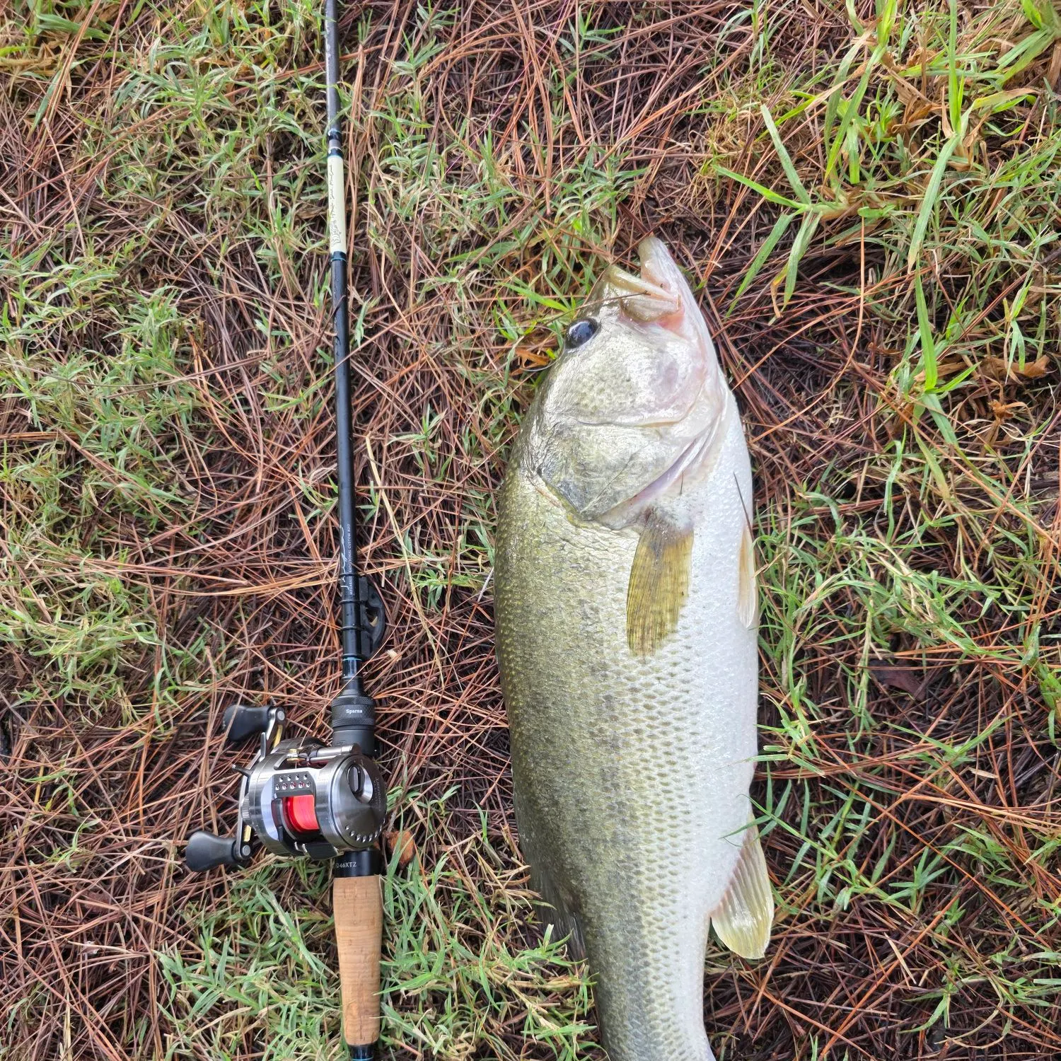 Largemouth bass caught on Fishbrain