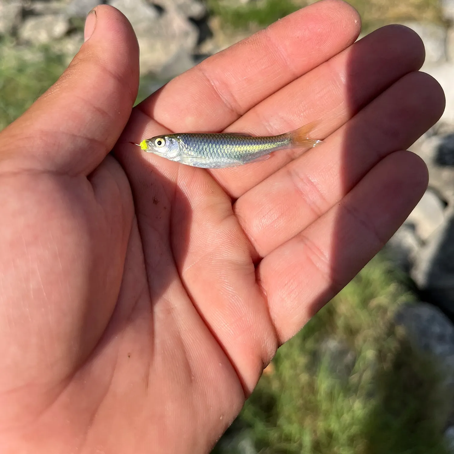 The most recent Red shiner catches on Fishbrain