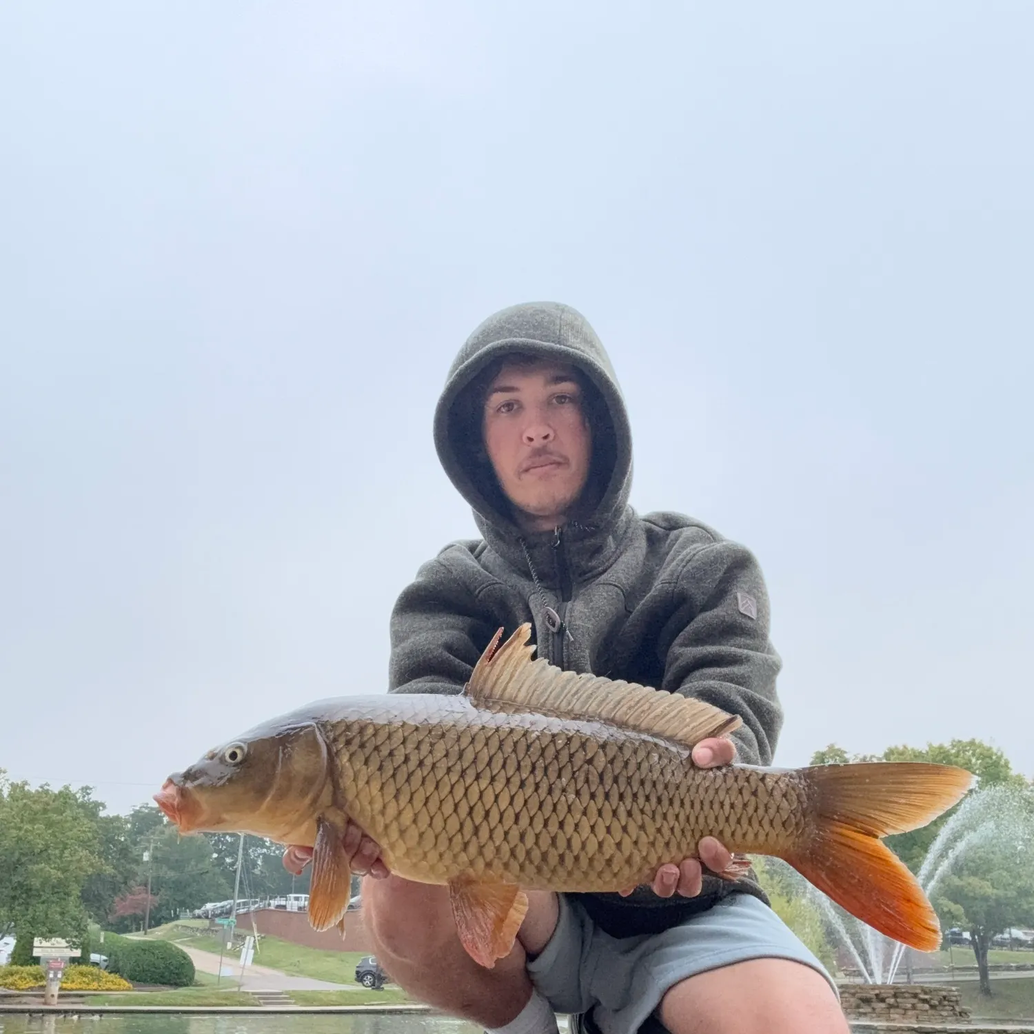Common carp caught on Fishbrain