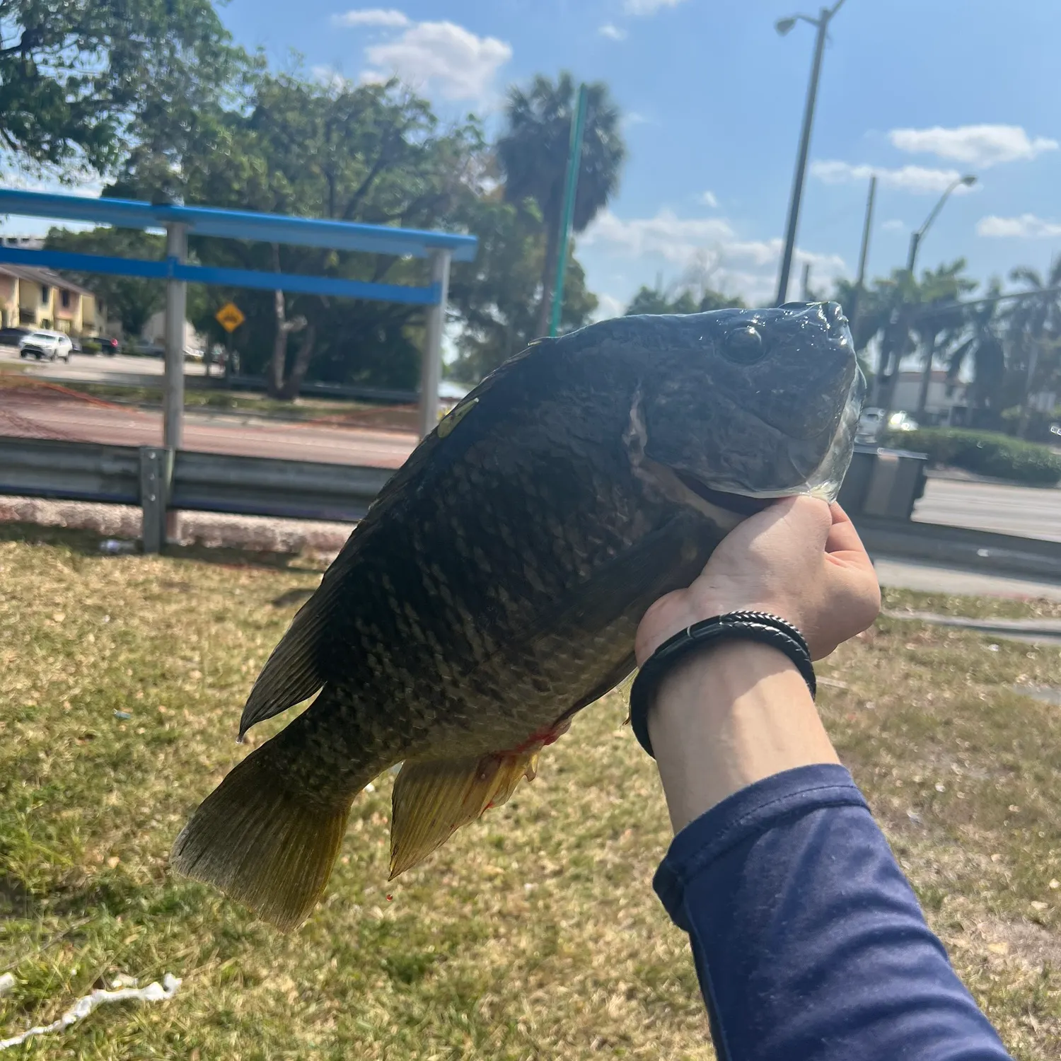 Nile tilapia caught on Fishbrain
