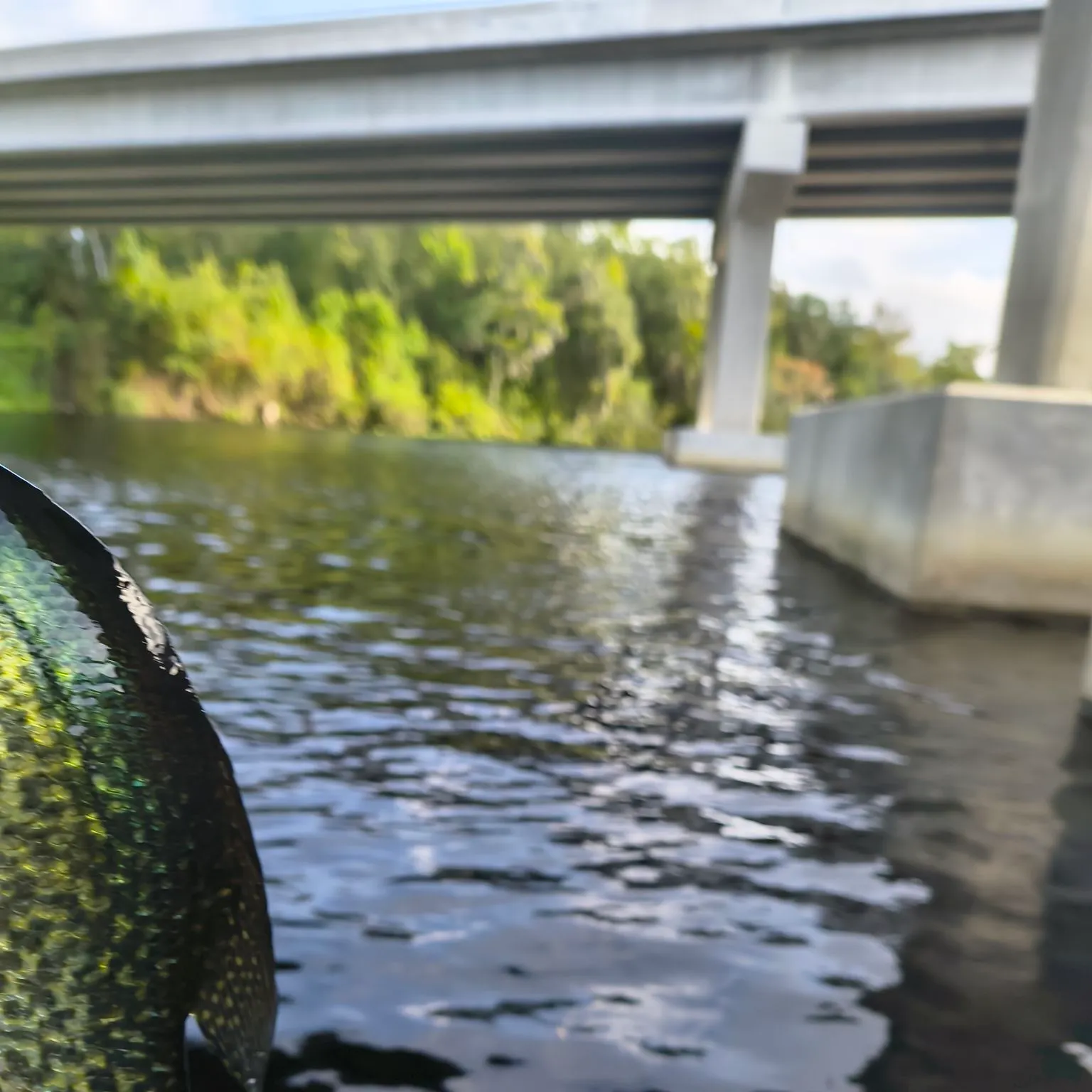 Black crappie caught on Fishbrain